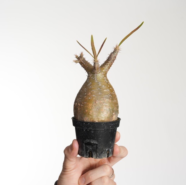 パキポディウム グラキリス no.8〈発根済み〉