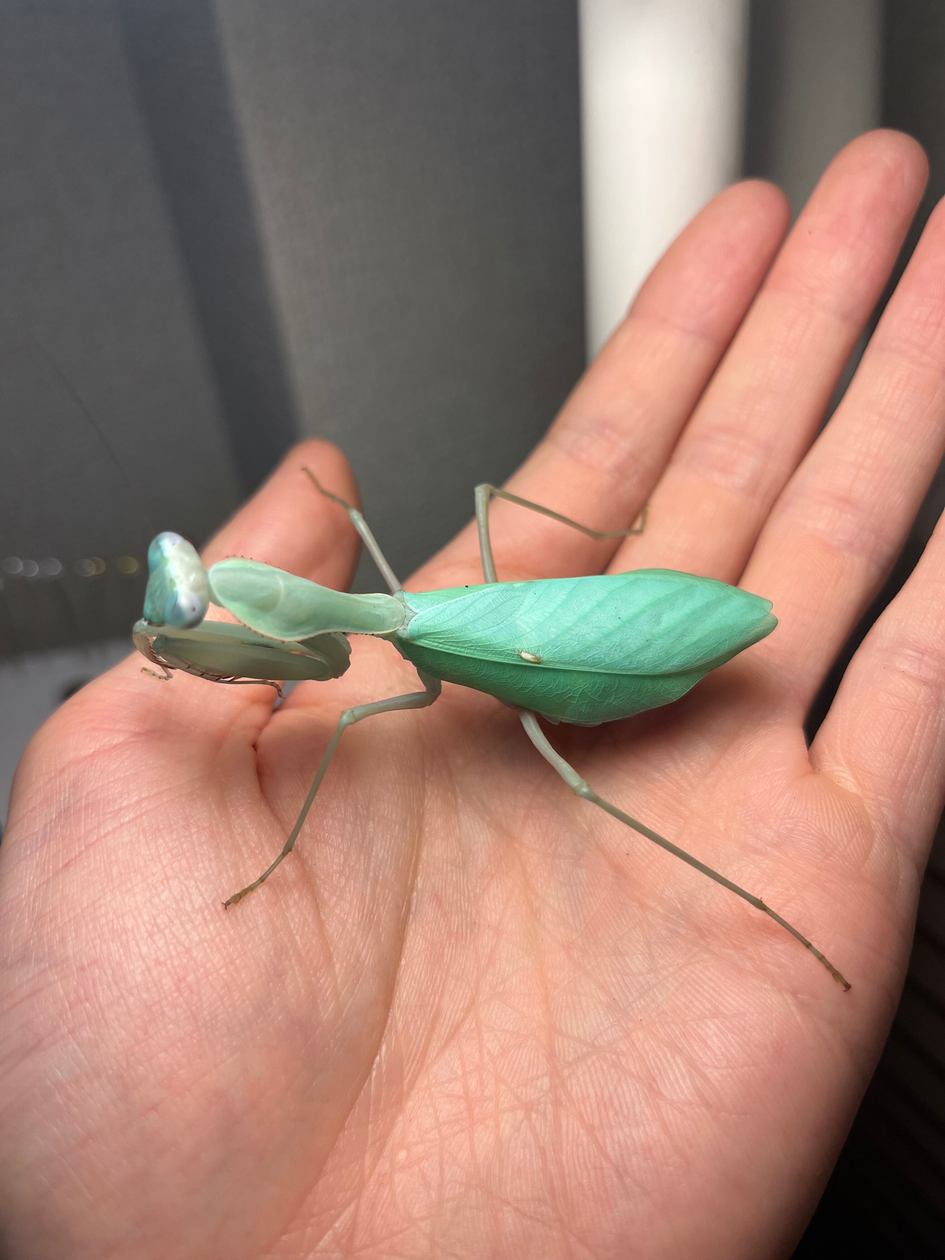 極美翡翠】コンゴグリーンマンティス生体成体♀ カマキリ いきもの大
