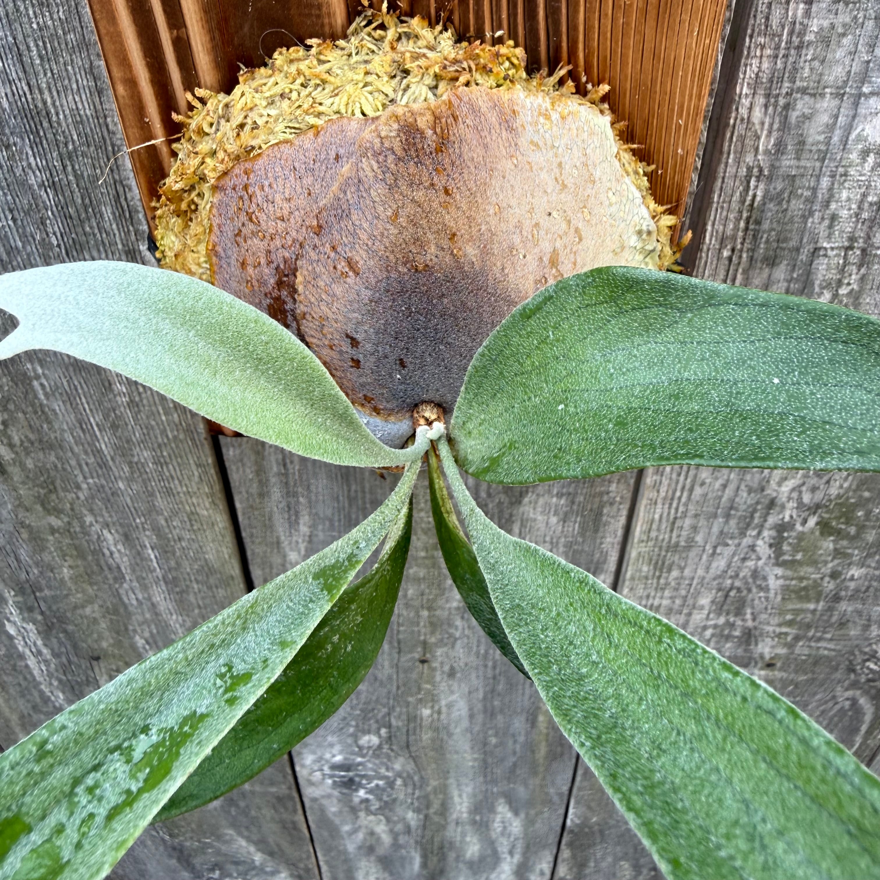 P.Kiyohime sporeling | naturefix