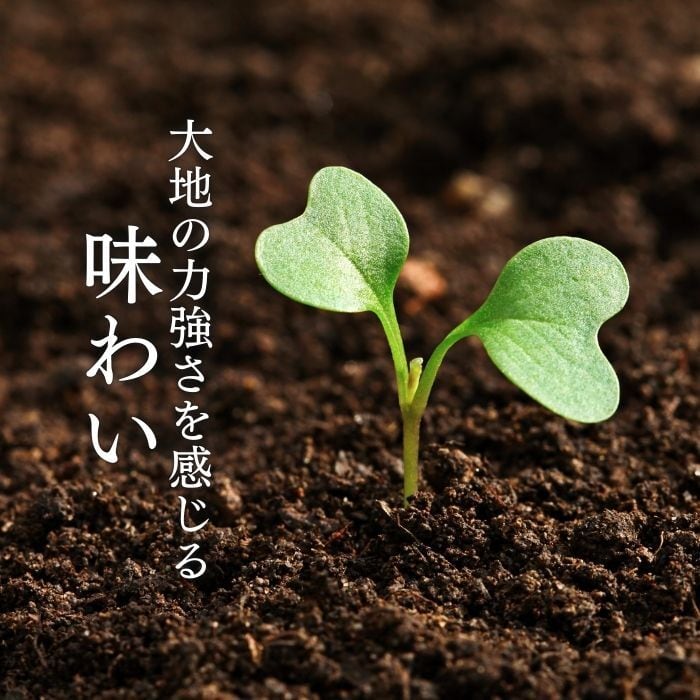 数量限定販売 【6個】最高級の卵「紀の夢たまご 極み」（特大サイズ