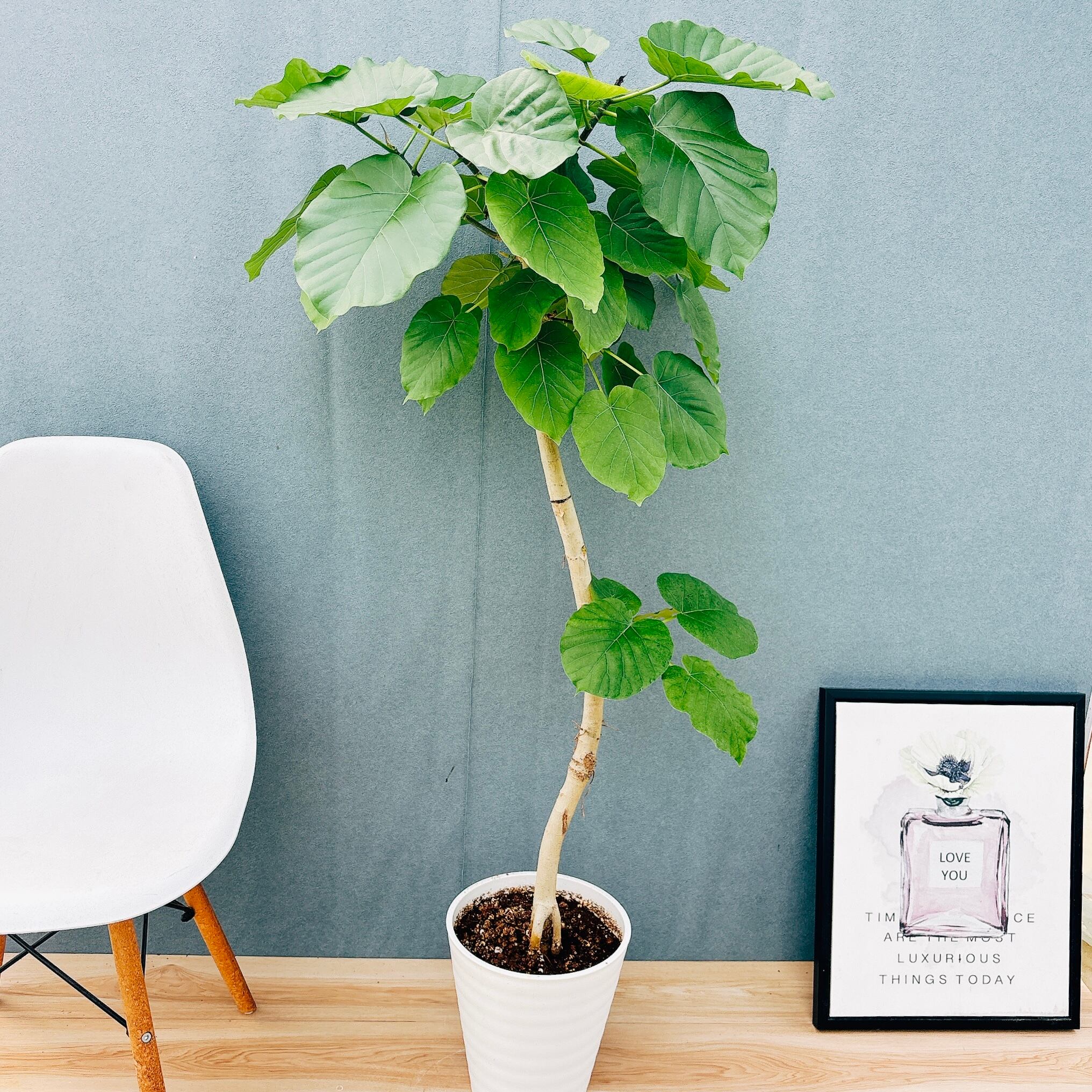 現品］9番 アガベ アテナータ 8号 観葉植物 大型 綺麗 屋外 多肉植物