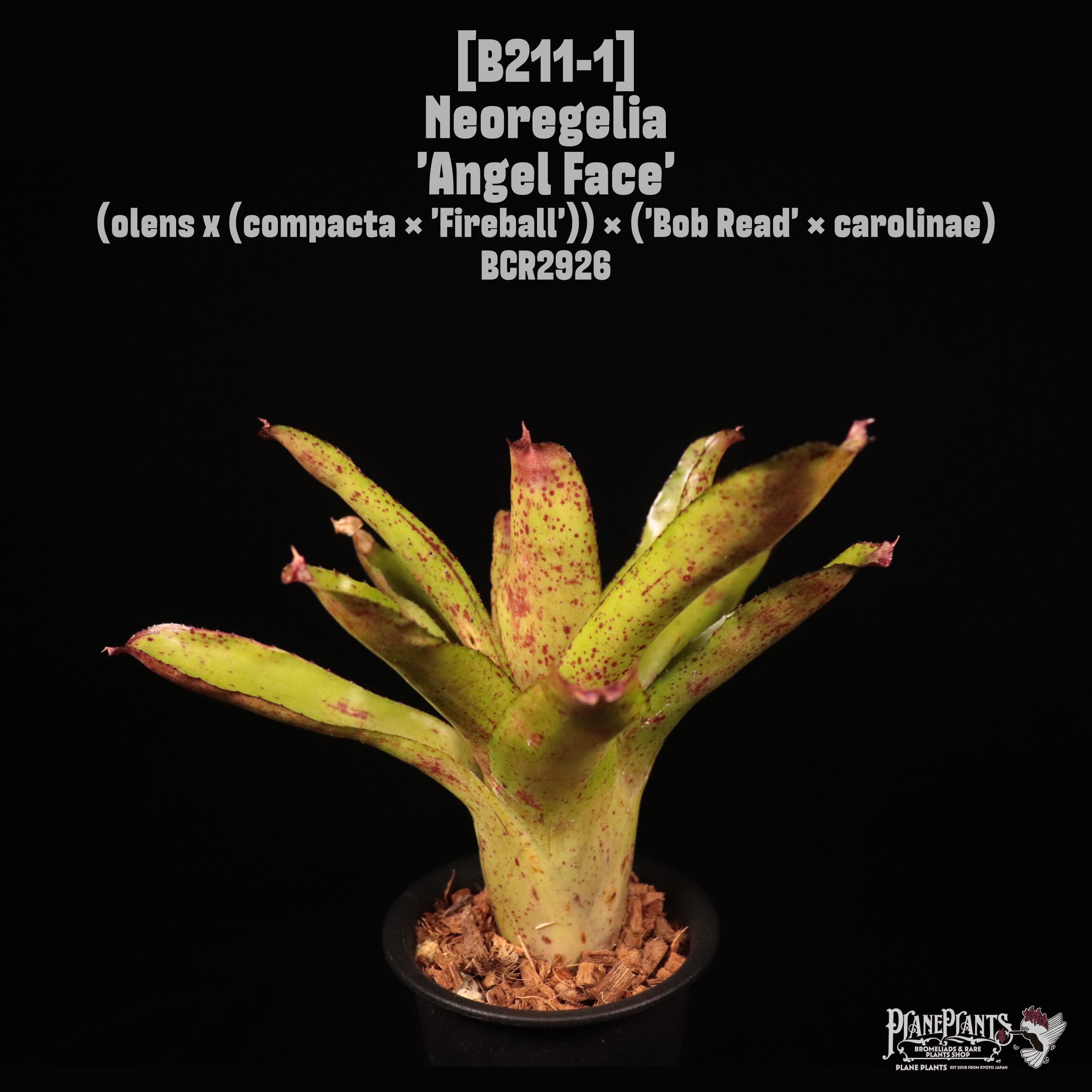 Neoregelia 'Angel Face'〔ネオレゲリア〕N211-1
