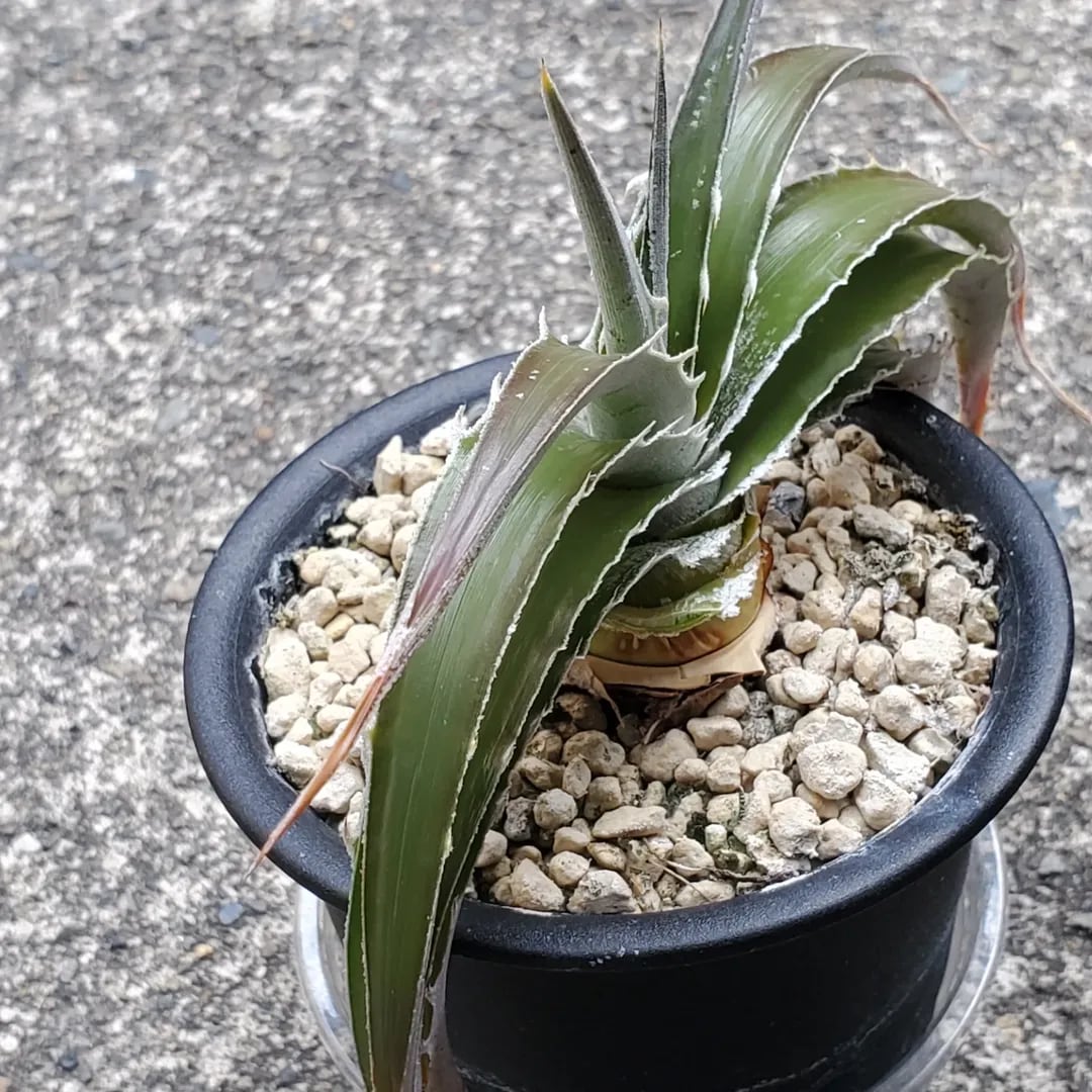 F00264_【PS1】Dyckia estevesii Hybrid：ディッキア・ハイブリッド