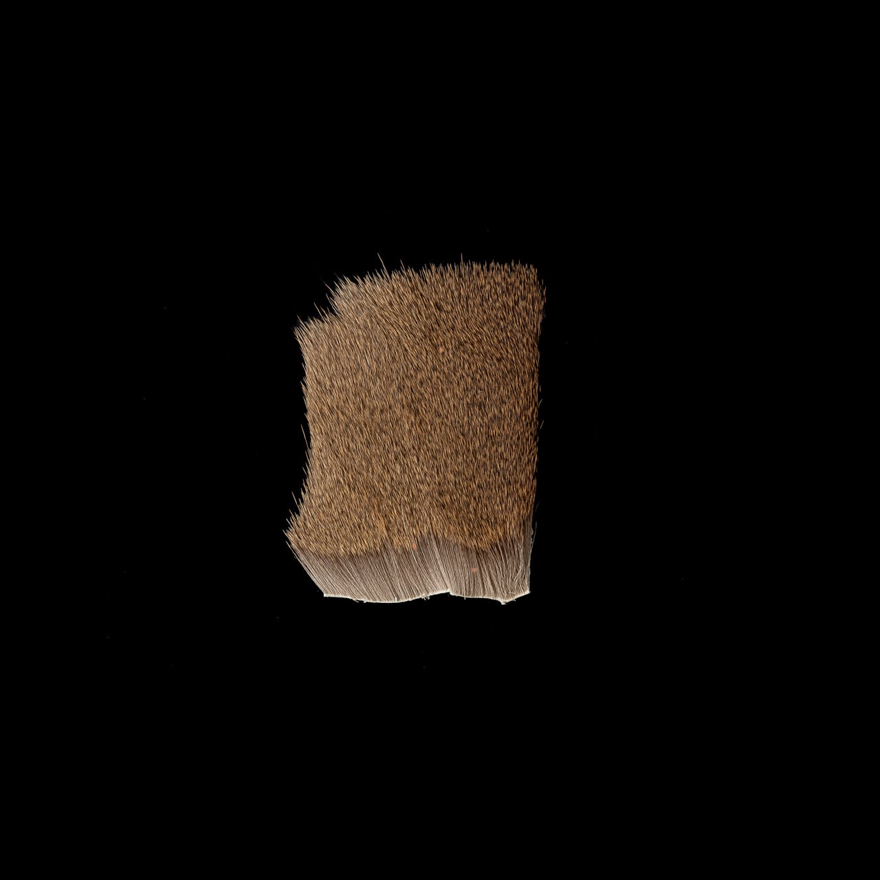 【スイスCDC】カプリオーロ(ディアヘア)