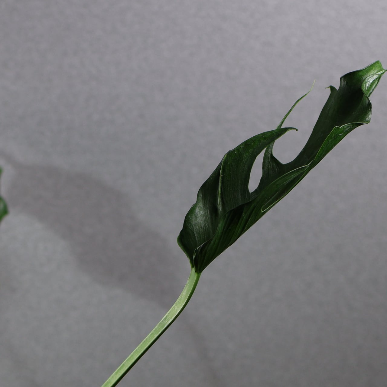 838『urban jungle Monstera deliciosa 'Unniiae'』観葉植物 一点もの