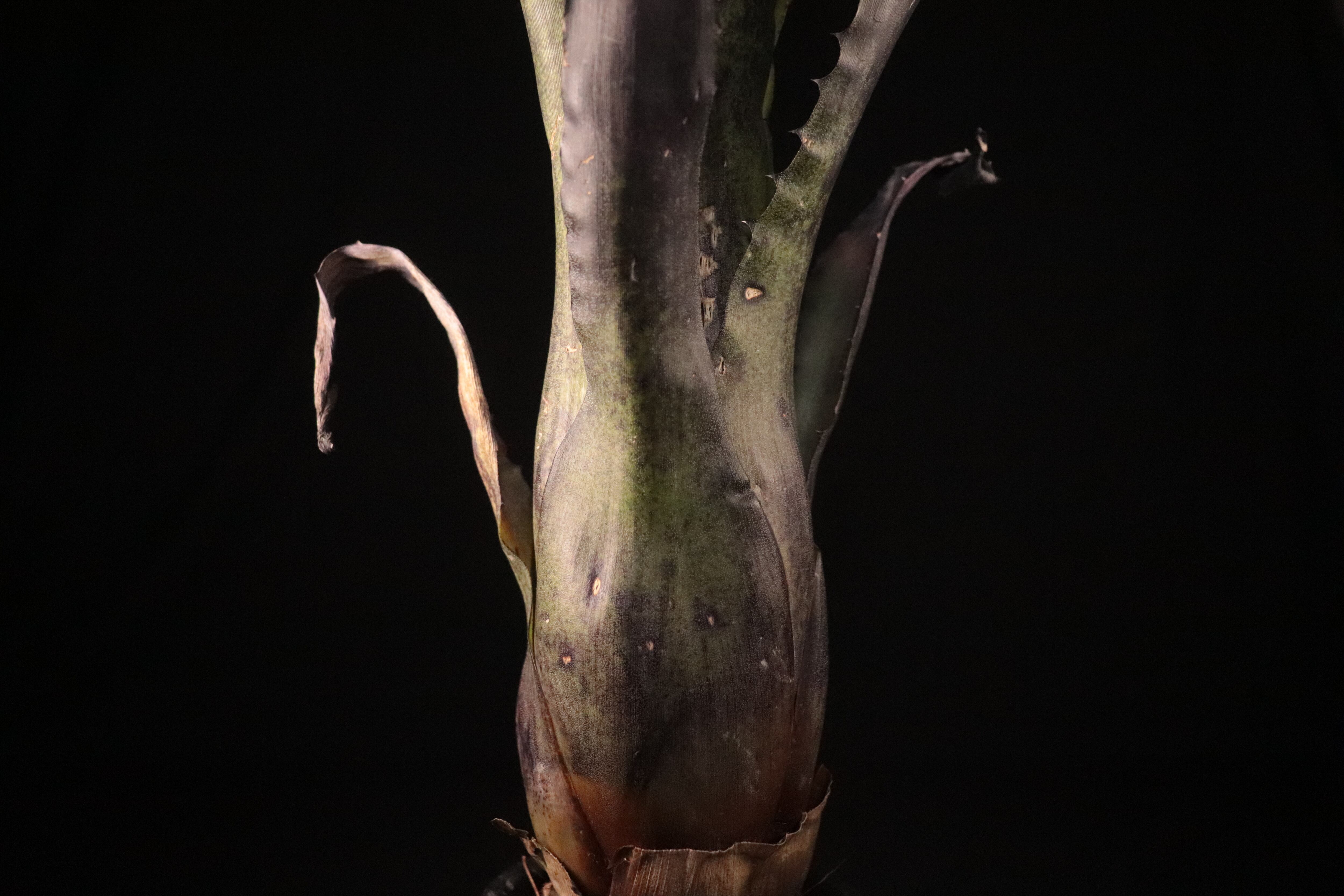 送料無料】Hohenbergia pennae〔ホヘンベルギア〕現品発送H0058