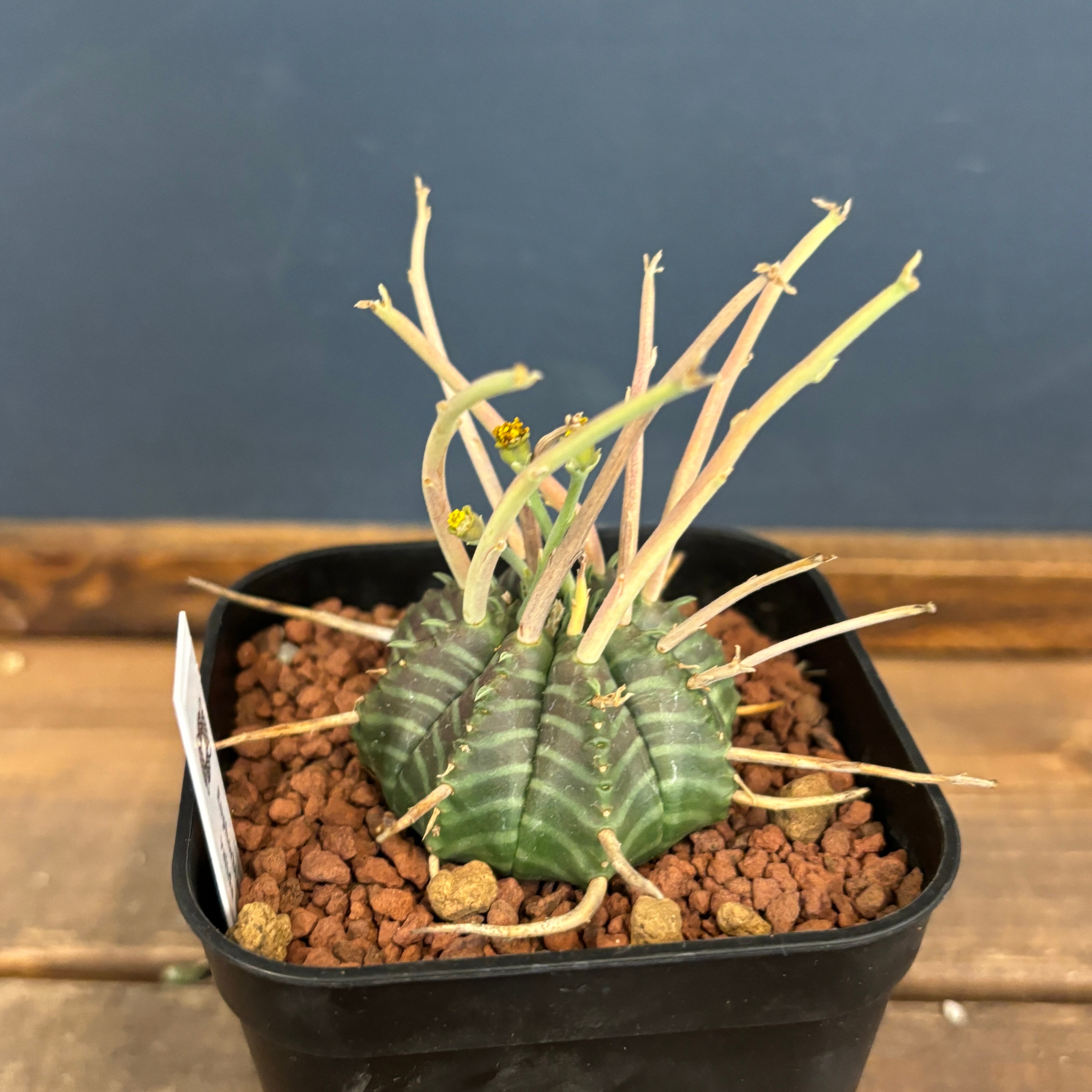 ユーフォルビア　バリダ　実生　パンパンです ユーフォルビア バリダ 実生 パンパンです ユーフォルビア