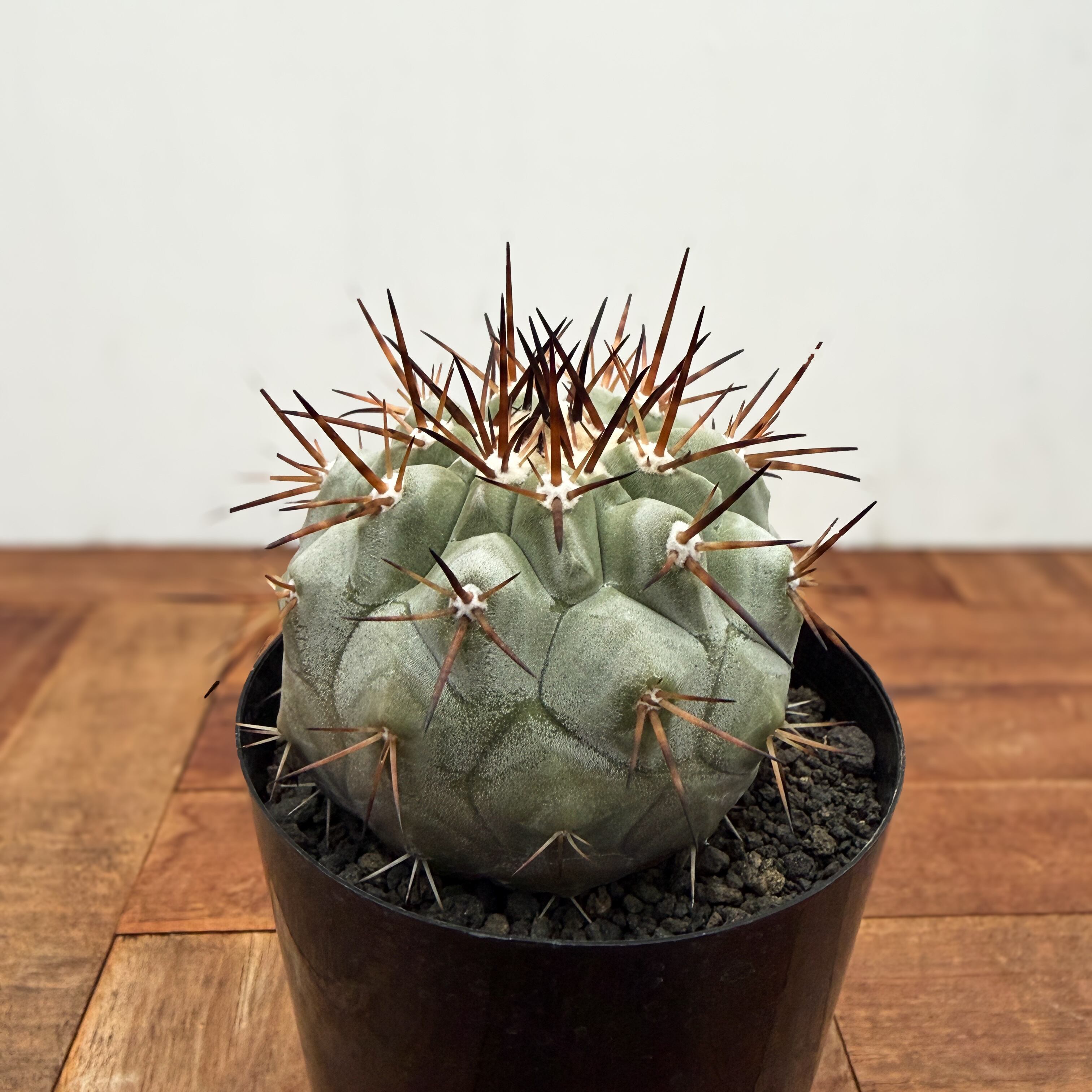 Copiapoa cinerea【黒王丸・実生】 | RIMO'S GREEN 【Saboten