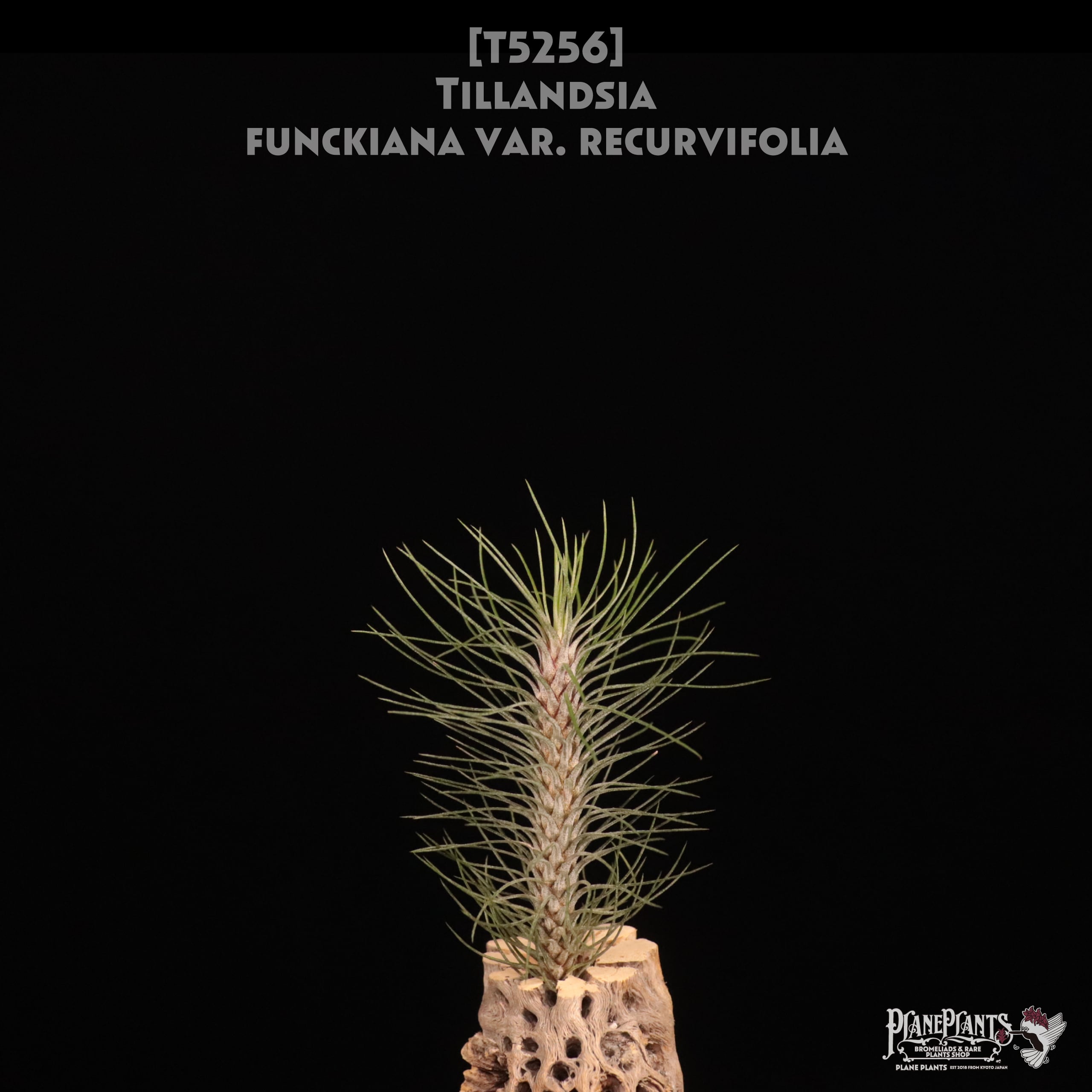 duratii 3XL Multiple Heads〔エアプランツ〕T3057 duratii 3XL Multiple Heads〔エアプランツ〕T3057