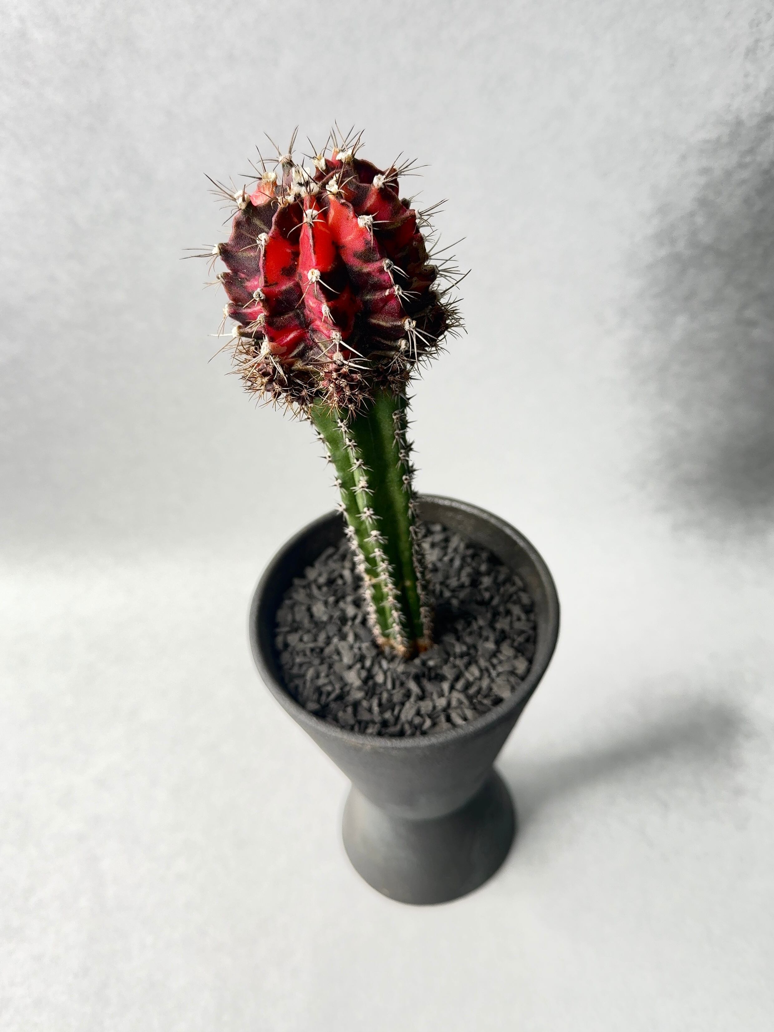 65.ギムノカリキウム・緋牡丹錦 | trigger