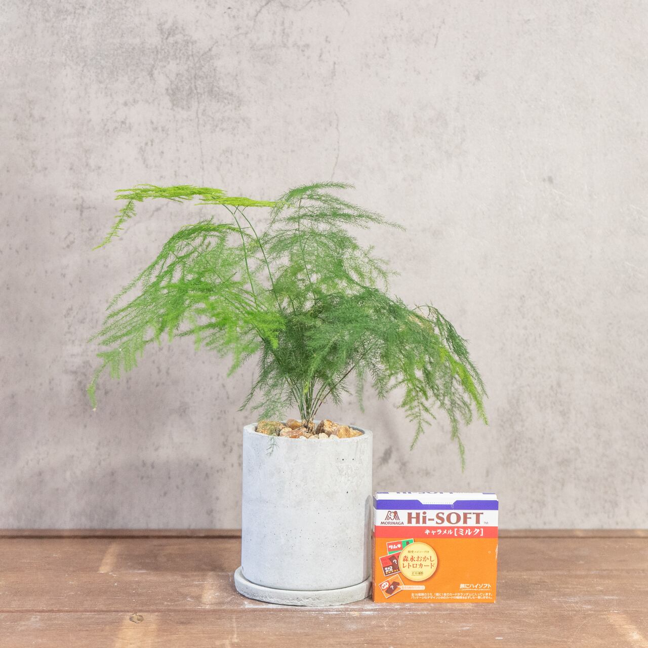 ユーカリ・ポポラス｜しなやかな曲がり枝が美しいモダン盆栽仕立て【手づくりモルタル鉢】