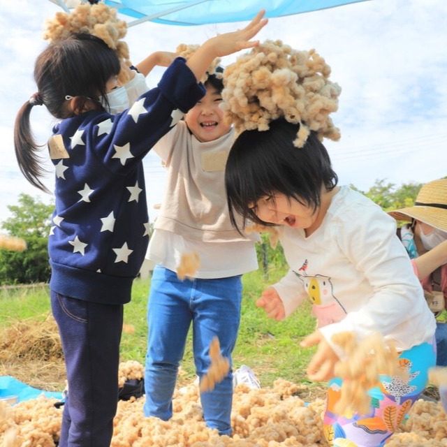 雨天中止【2023年11月11日開催】いといがわコットンプロジェクト：綿花の畑でコットンを収穫しよう♪