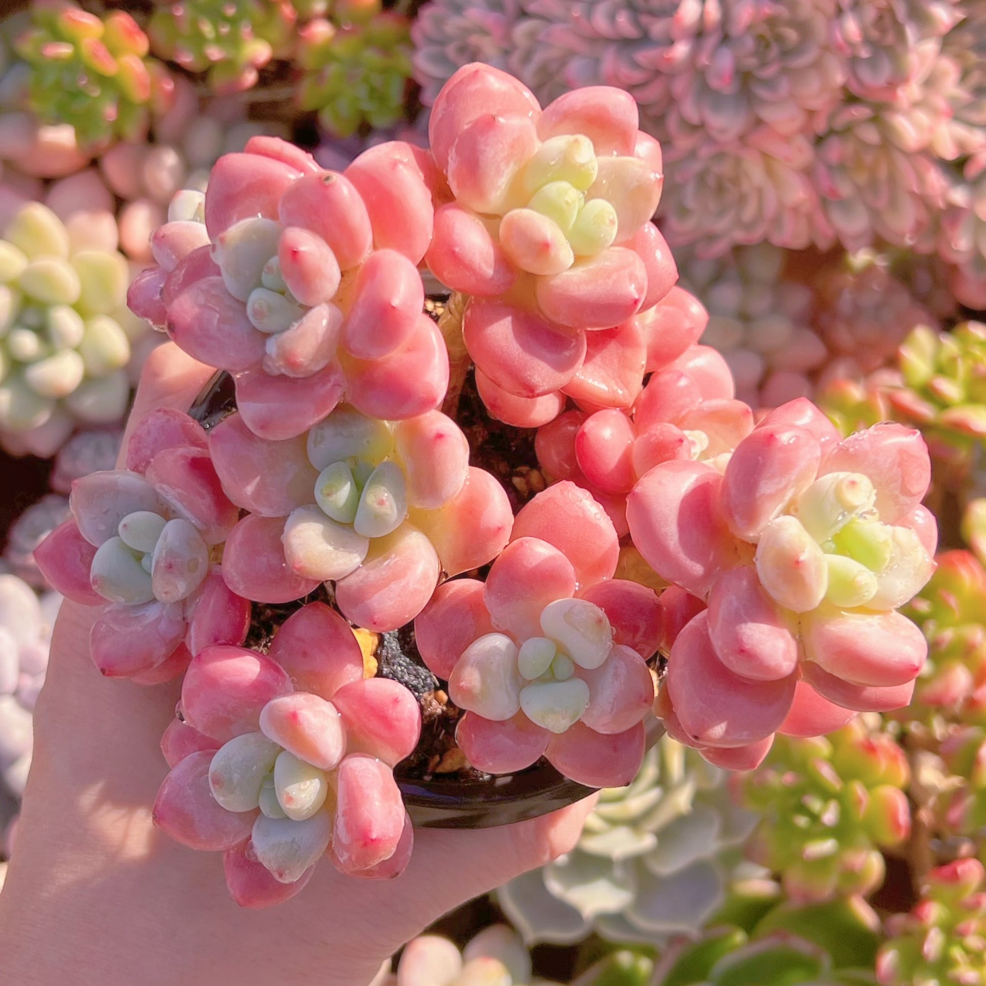 現品　マカロン#284　新入荷