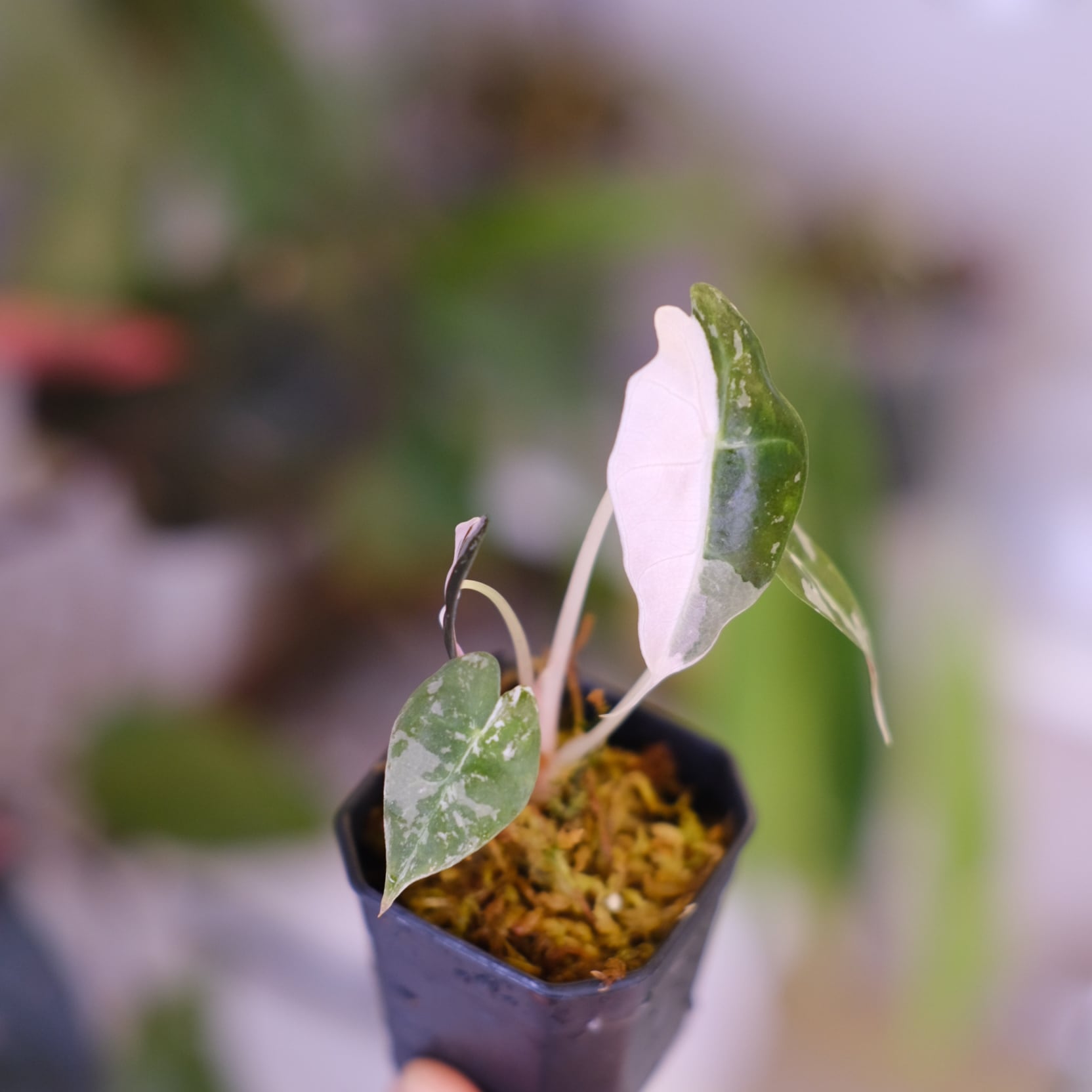 Alocasia Amazonica Polly Pink varigated④│アロカシア アマゾニカ