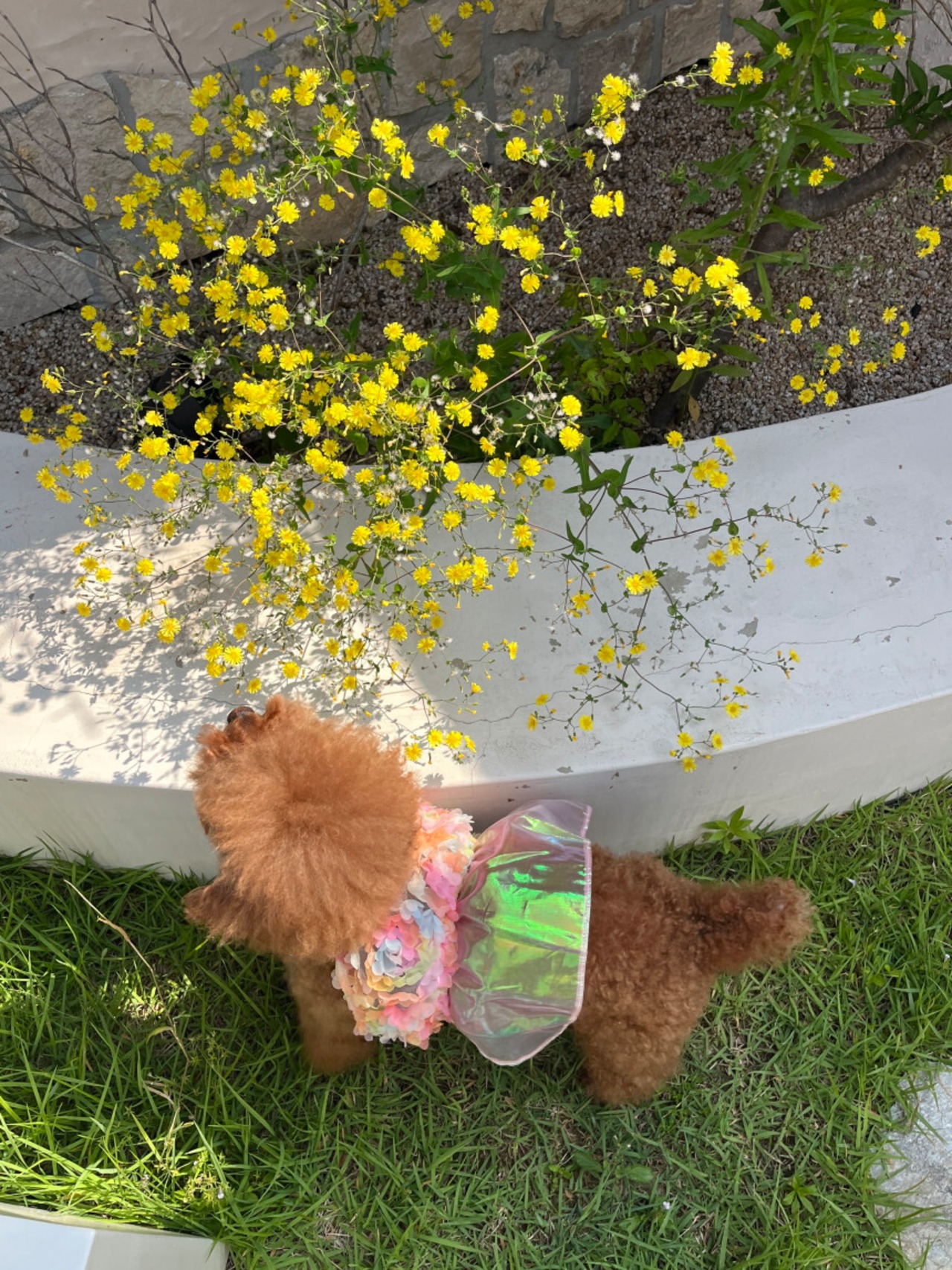 予約【pecoramou select】Festival One Piece/Two Piece set（Pink）