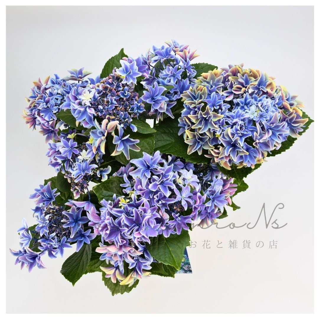 アジサイ:月虹-ゲッコウ-・ブルー(5.5号鉢) ガクアジサイ 八重咲きアジサイ 希少 紫陽花 ハイドランジア 母の日 ギフト 鉢花