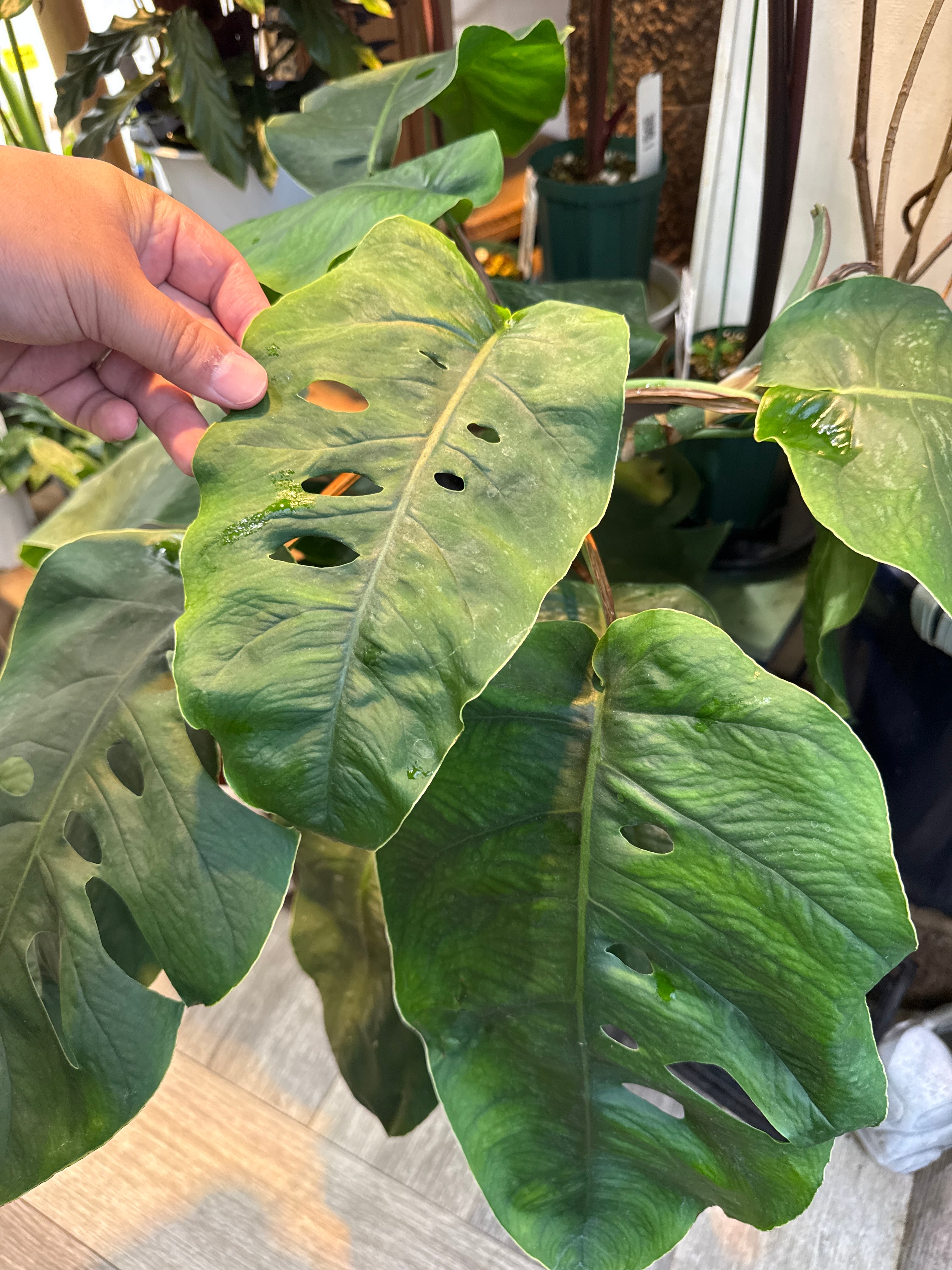 モンステラ デュビア 7号 | Gardenえん 【観葉熱帯植物】