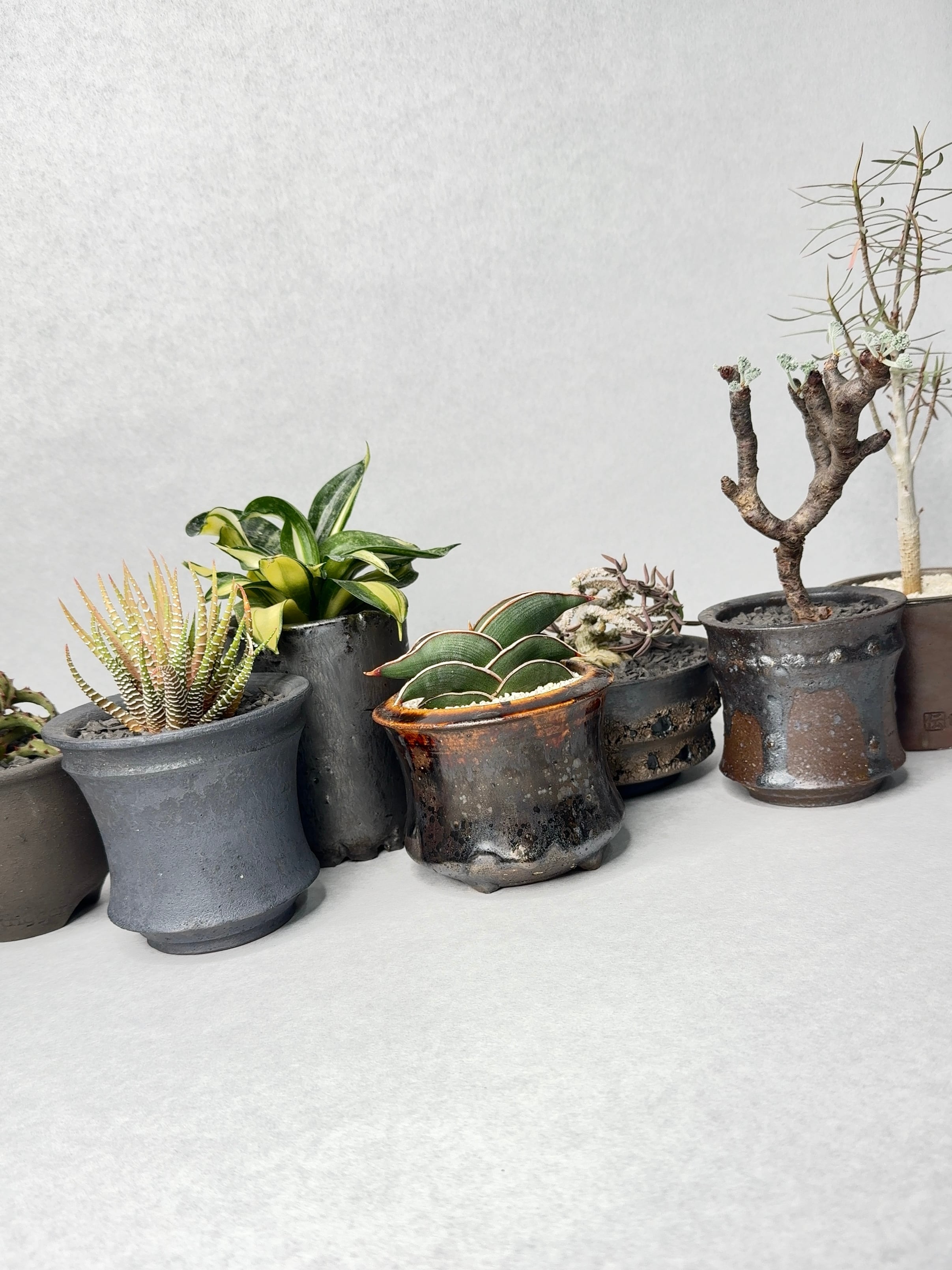 ユーフォルビア・キリンドリフォリア | trigger