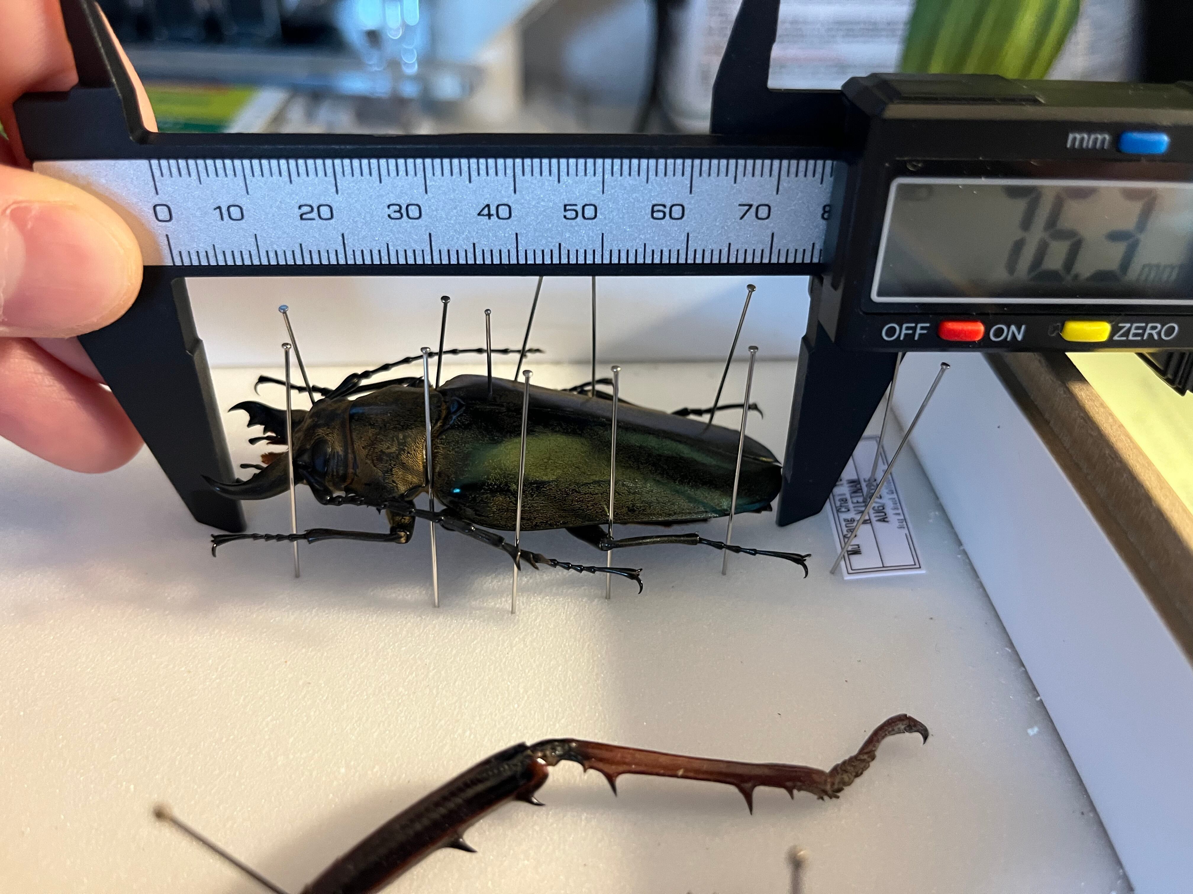 76mm】タテヅノクワガタモドキ カミキリムシ ウスバカミキリ 昆虫標本
