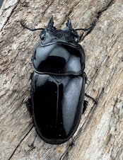 【赤目】《赤レギウスオオツヤクワガタ 61mm ペア》