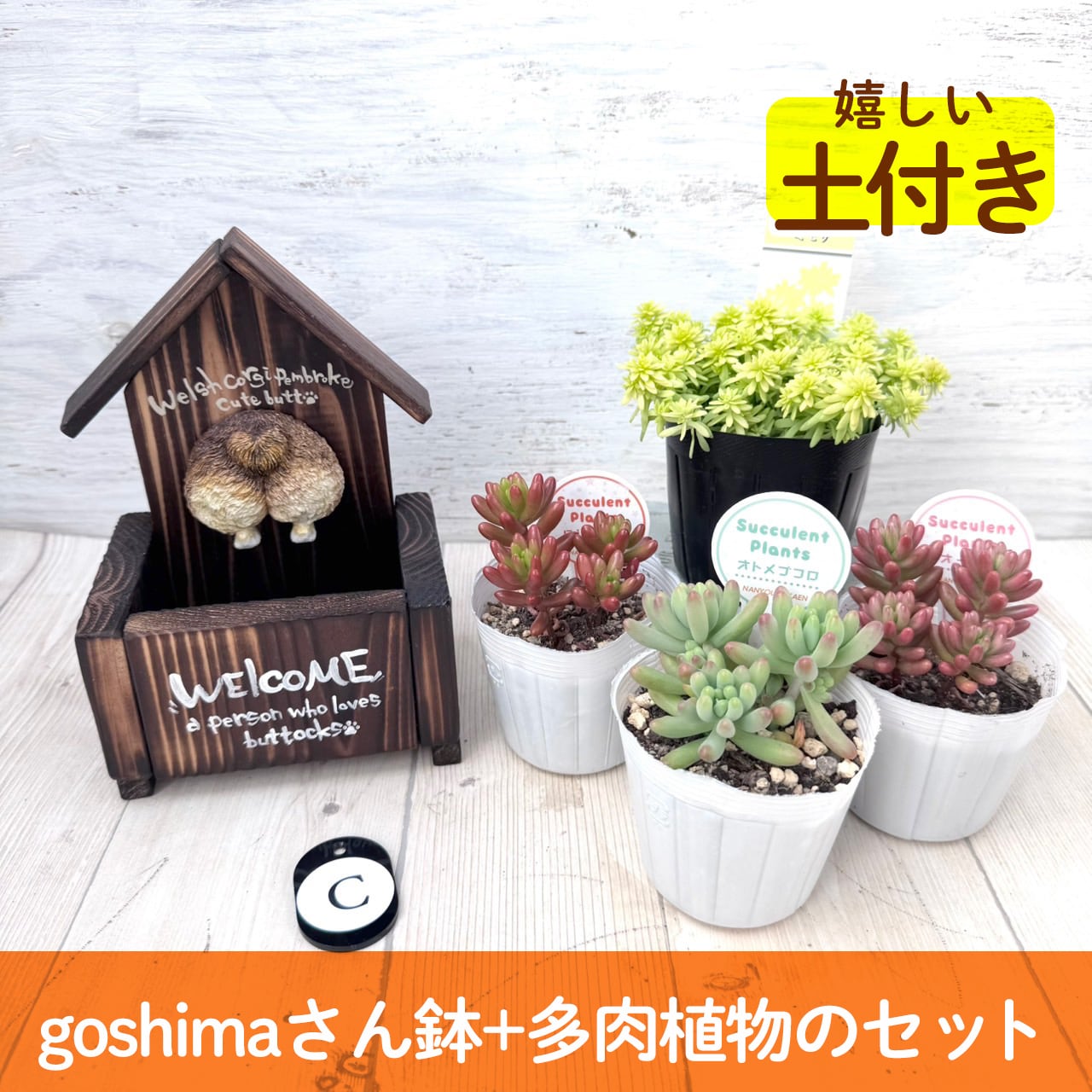 【作家goshimaさん】コーギー鉢&多肉セット"C" 多肉植物,かわいい,おしゃれ,寄せ植え