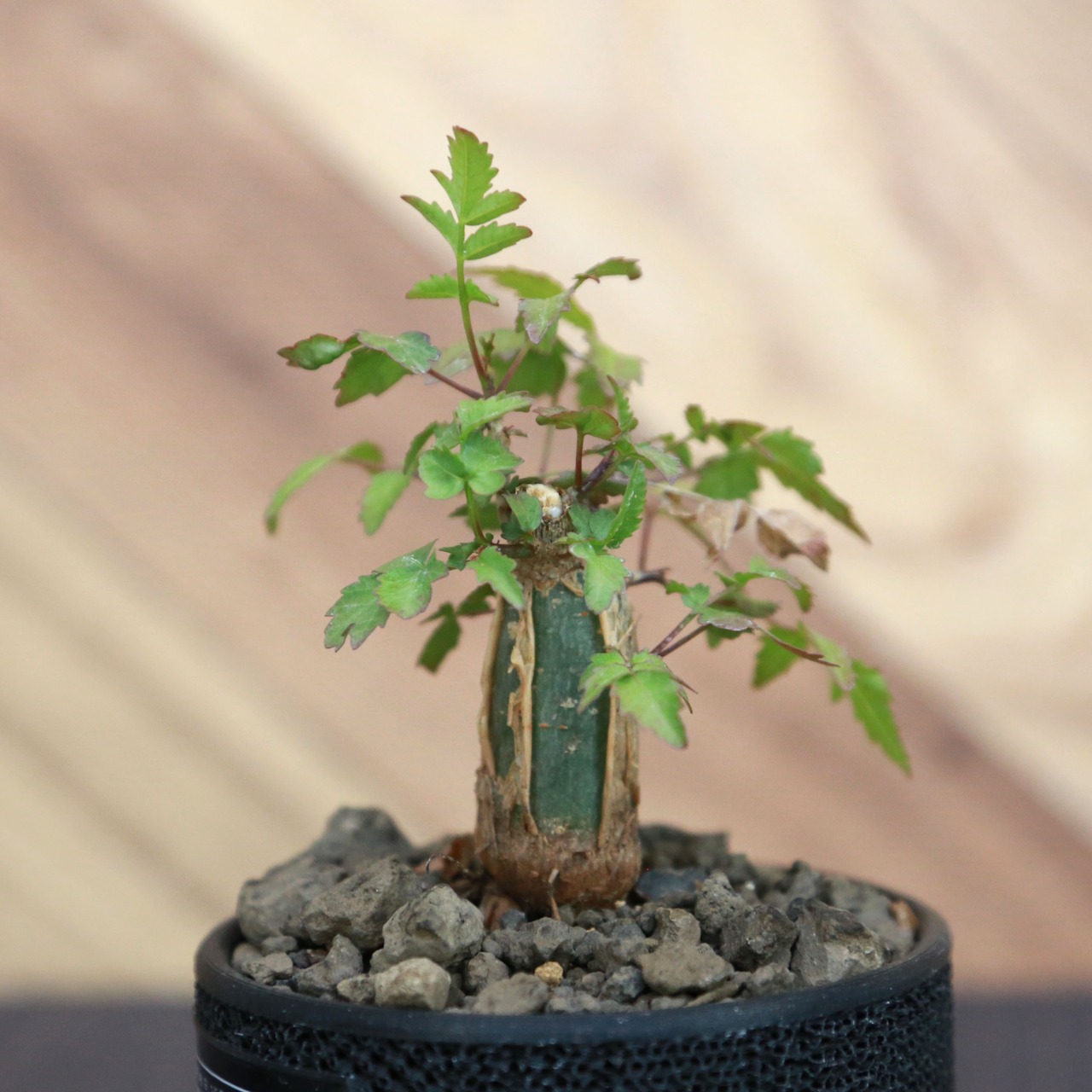 Bursera fagaroides (ブルセラ ファガロイデス) / 小株(3号鉢)/Lot.001