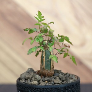 Bursera fagaroides (ブルセラ ファガロイデス) / 小株(3号鉢)/Lot.001