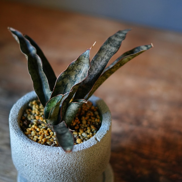 サンスベリア キルキー コパトーン 器セット A