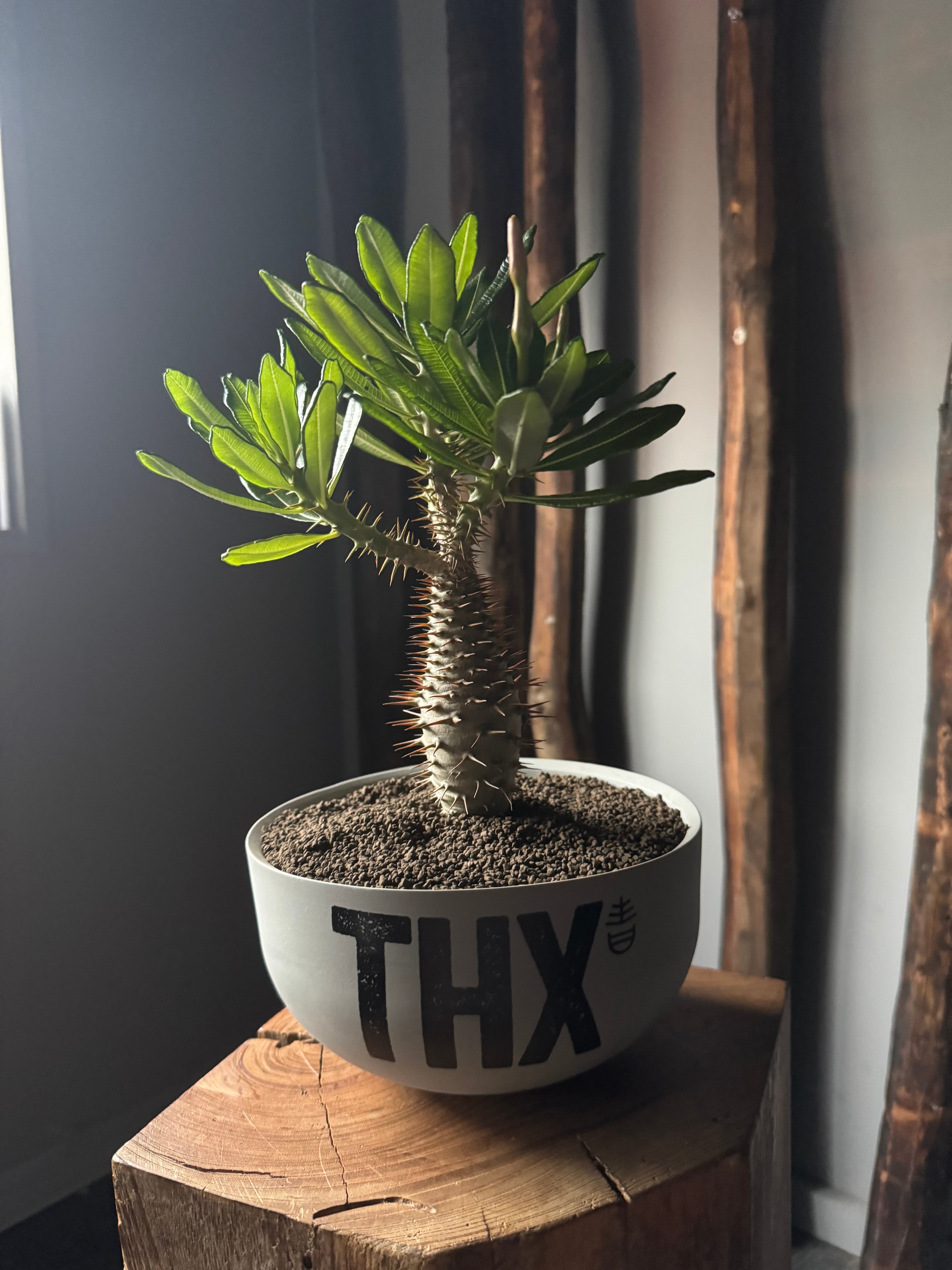 VALIEM【S】aobouzu 別注 青坊主 新着】Pachypodium ambongense × VALIEM GHOST“THX鉢”青坊主別注 Gray