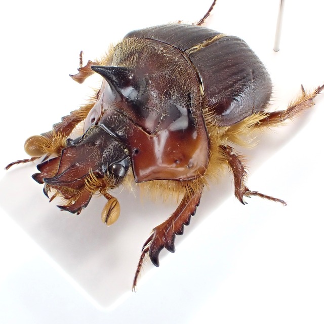 フランス領ギアナ産 Athyreus parvus ♂♀ 22mm/20mm