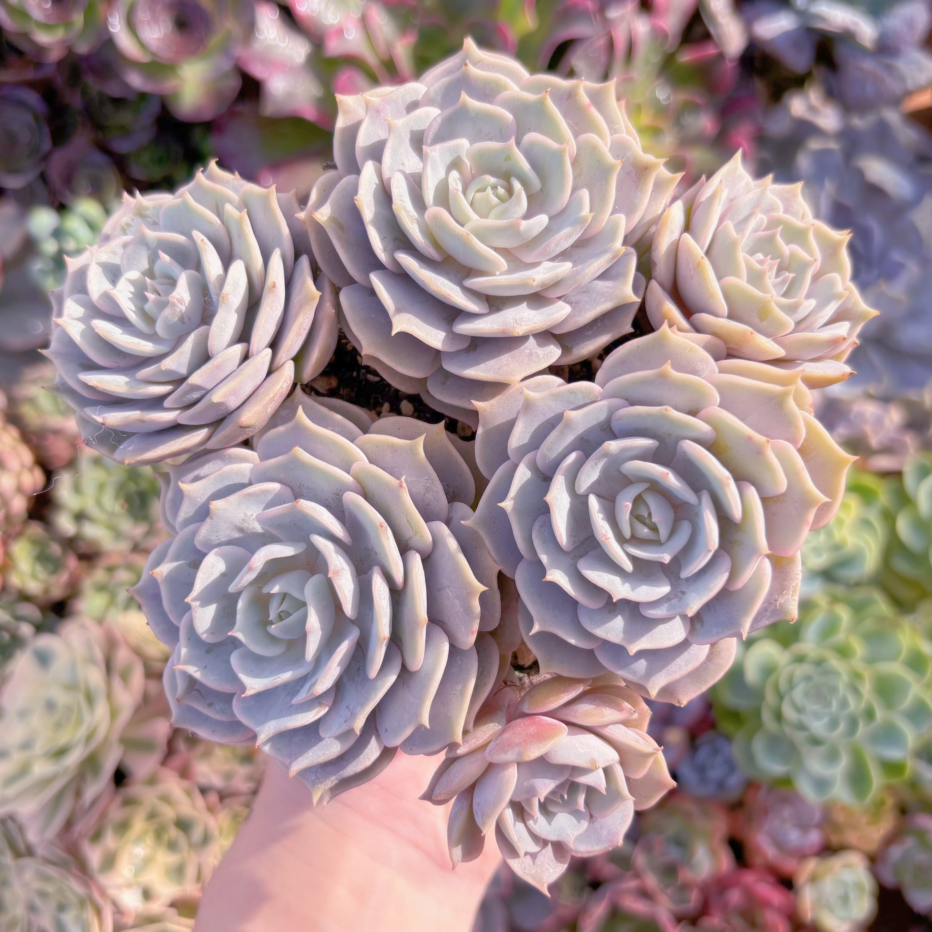 多肉植物　ローラ(5〜8頭)　大群生　新入荷　るる農園