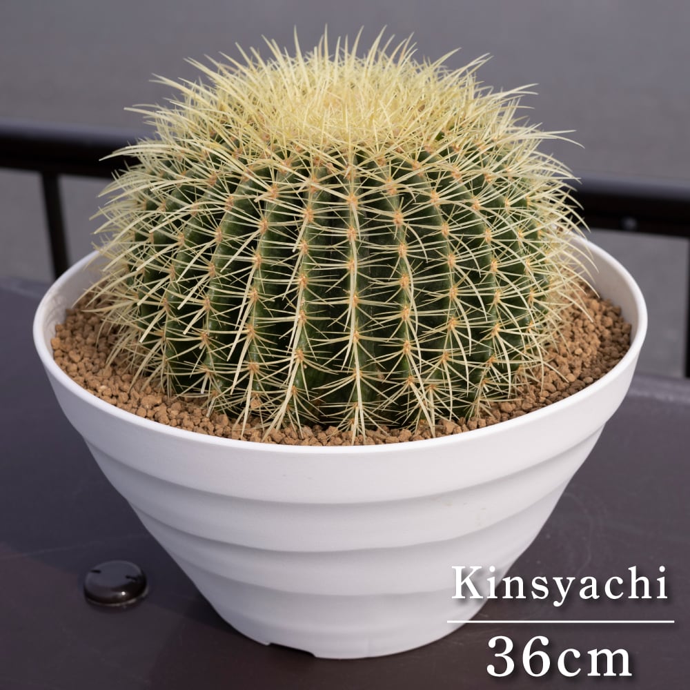 金鯱 サボテン 希少 白刺 Kinsyachi Echinocactus grusonii 特大 36cm フレグラーポット