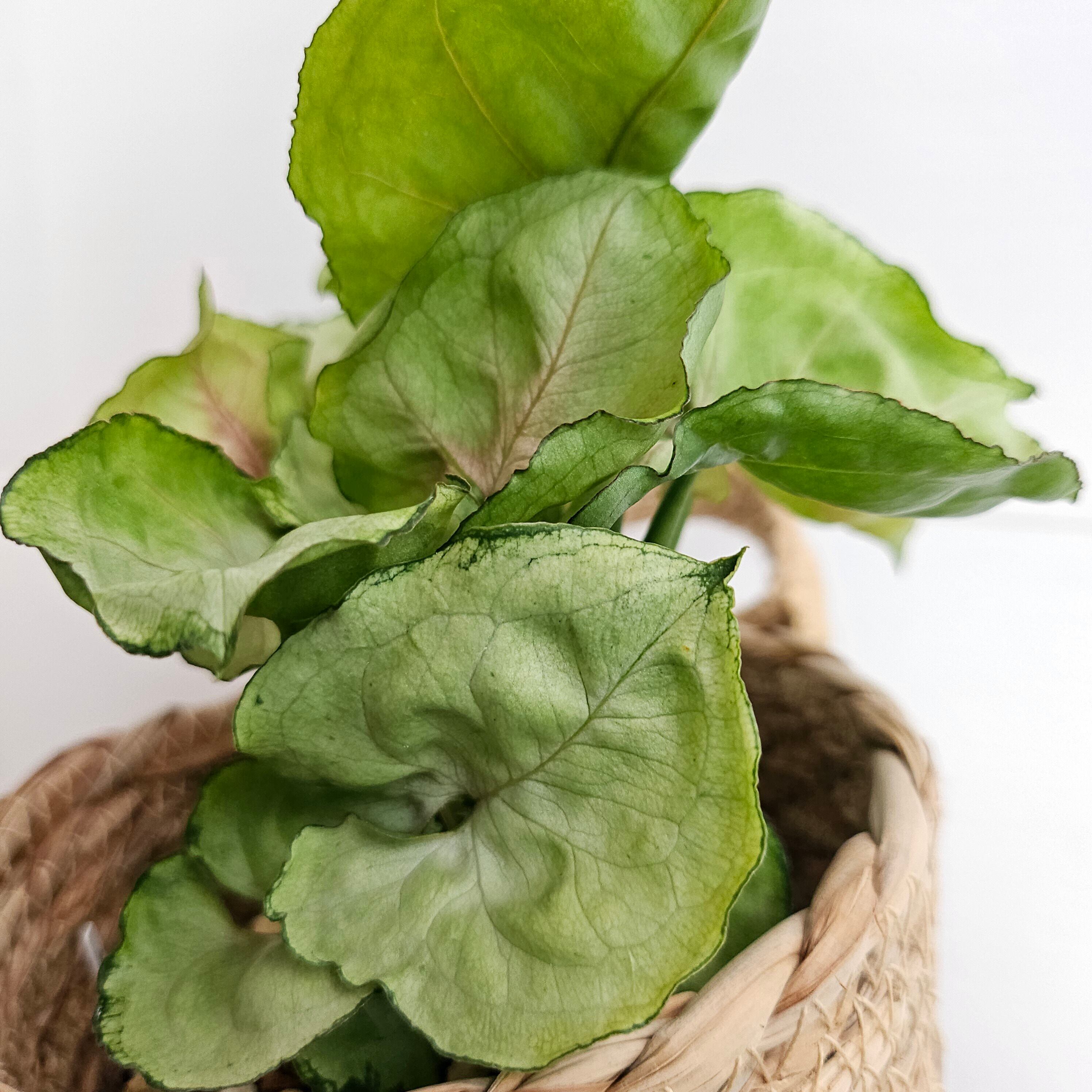 ③《シンゴニウム グリーンスプラッシュ》Syngonium green splash 観葉