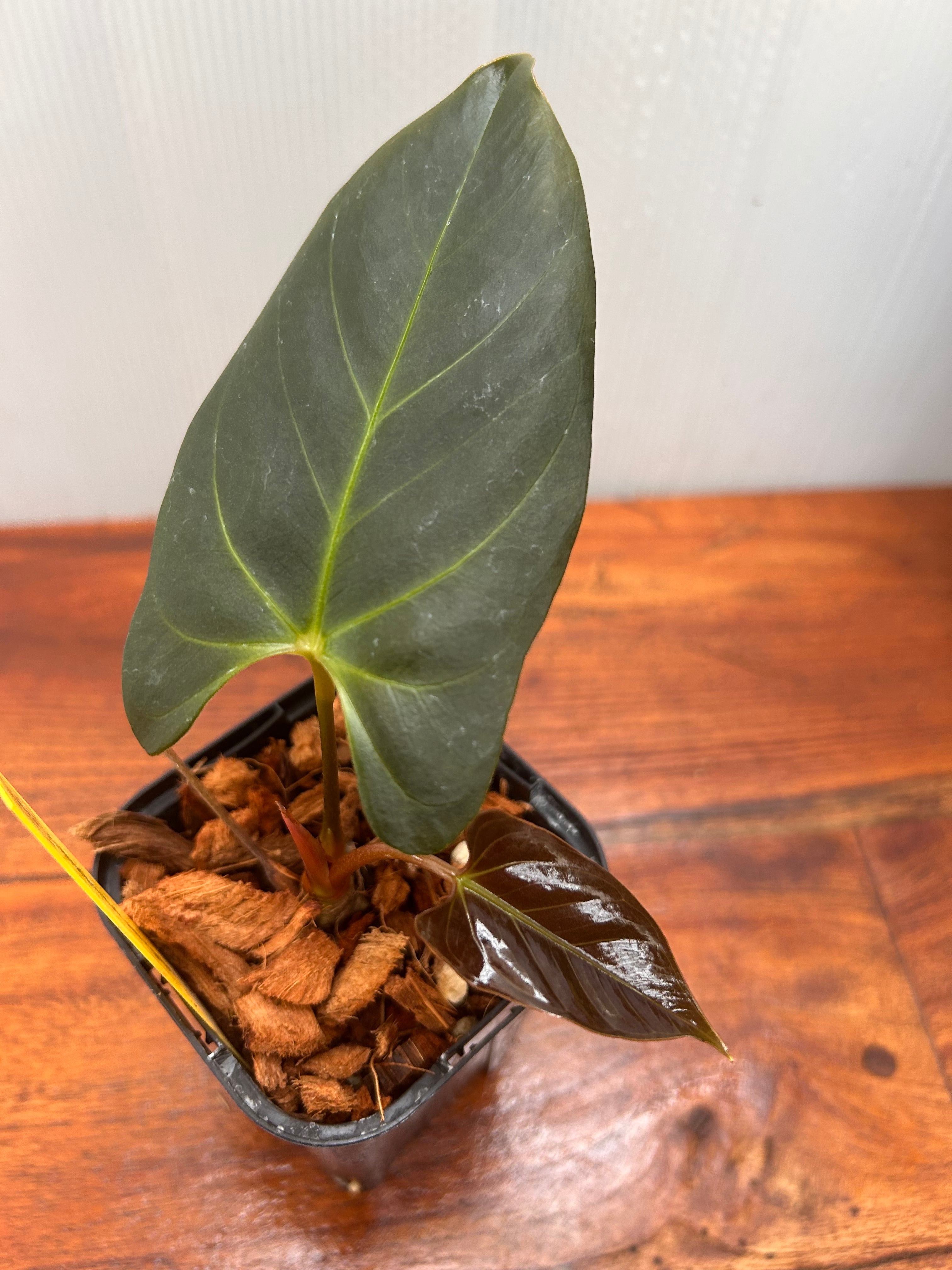 Anthurium | BALI-AN 園芸