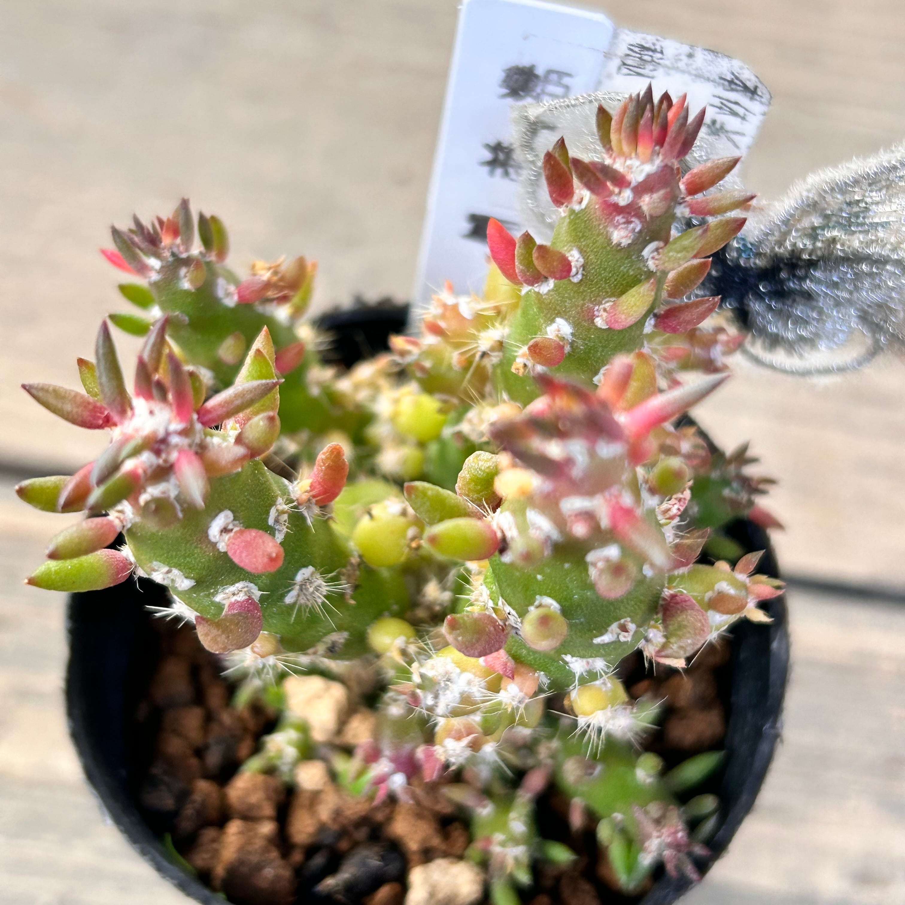 姫将軍 | RuPo 多肉植物専門店