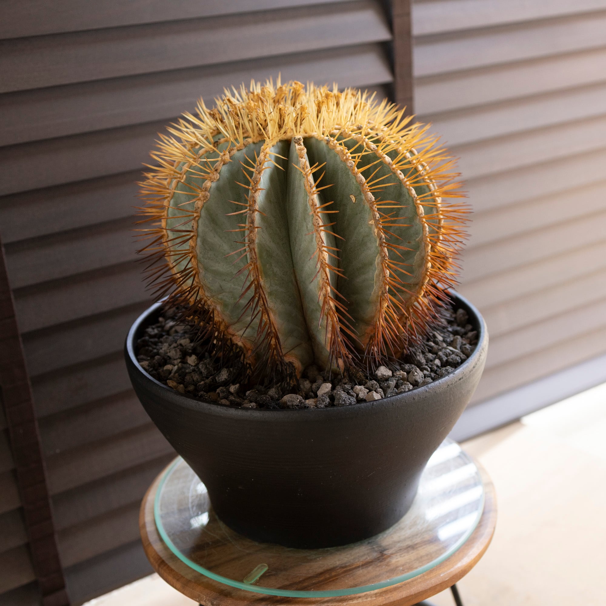 発根済】30cm 王冠竜 群生株 フェロカクタス ブルーバレルカクタス