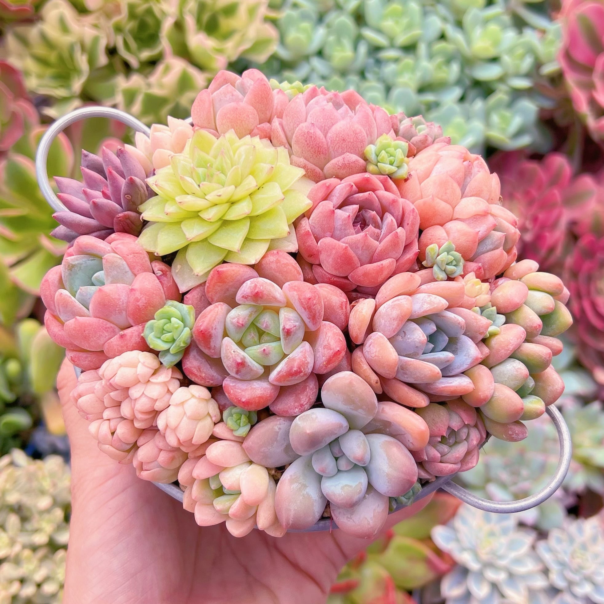 現物 寄せ植えセット#754 るる農園 | るる農園~多肉植物専門