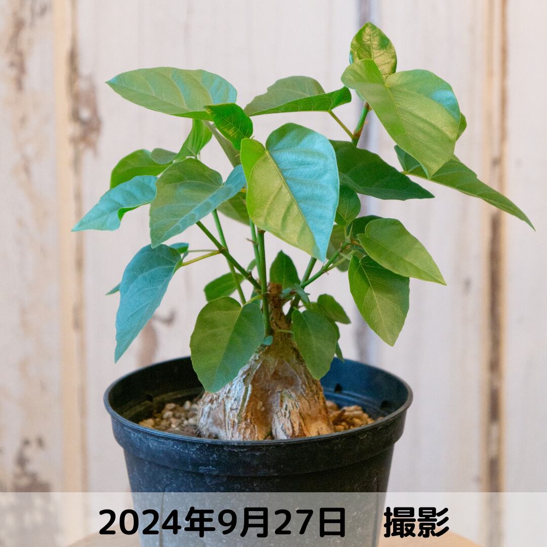 フィカス パルメリー ムチムチ極上 【公式通販】 フィカス パルメリー ムチムチ極上 【公式通販】