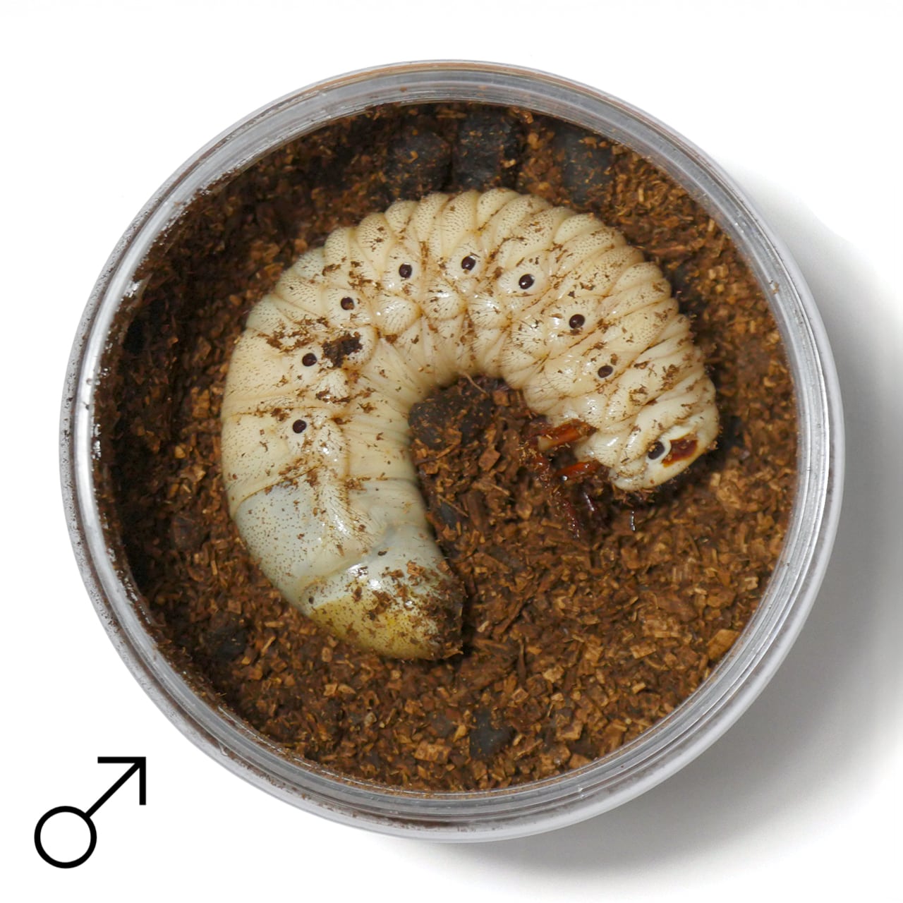 ヘラクレスオオカブト幼虫 (Grub) | HERCULES-TOKYO