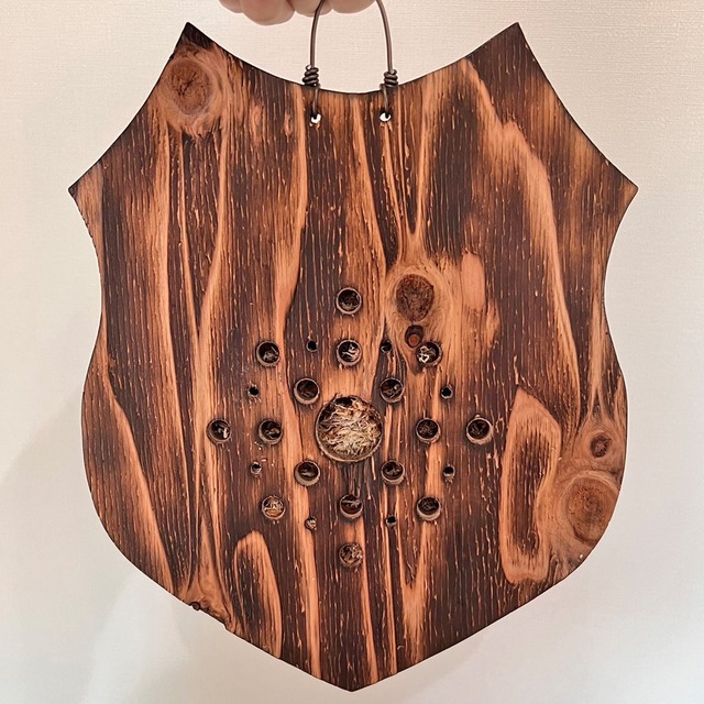 ビカクシダ リドレイ 板付 【観葉植物 室内 コウモリラン】