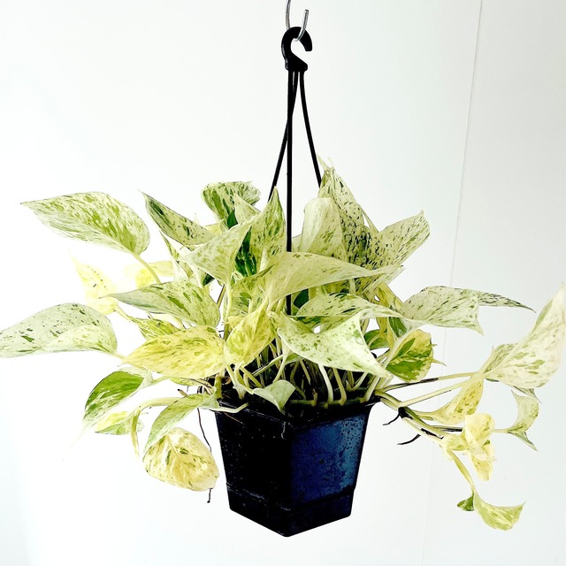 ポトス マーブルクイーン 観葉植物 calm cafe