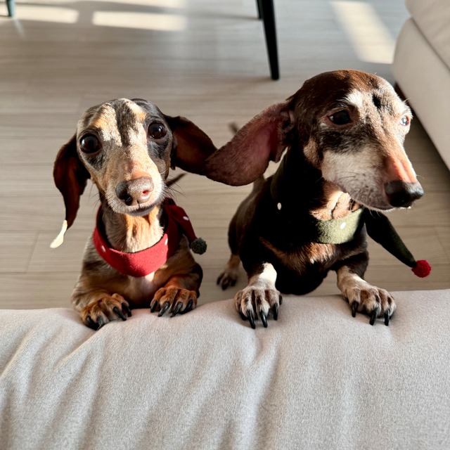 X-mas scarf from WETNOSE クリスマス スカーフ