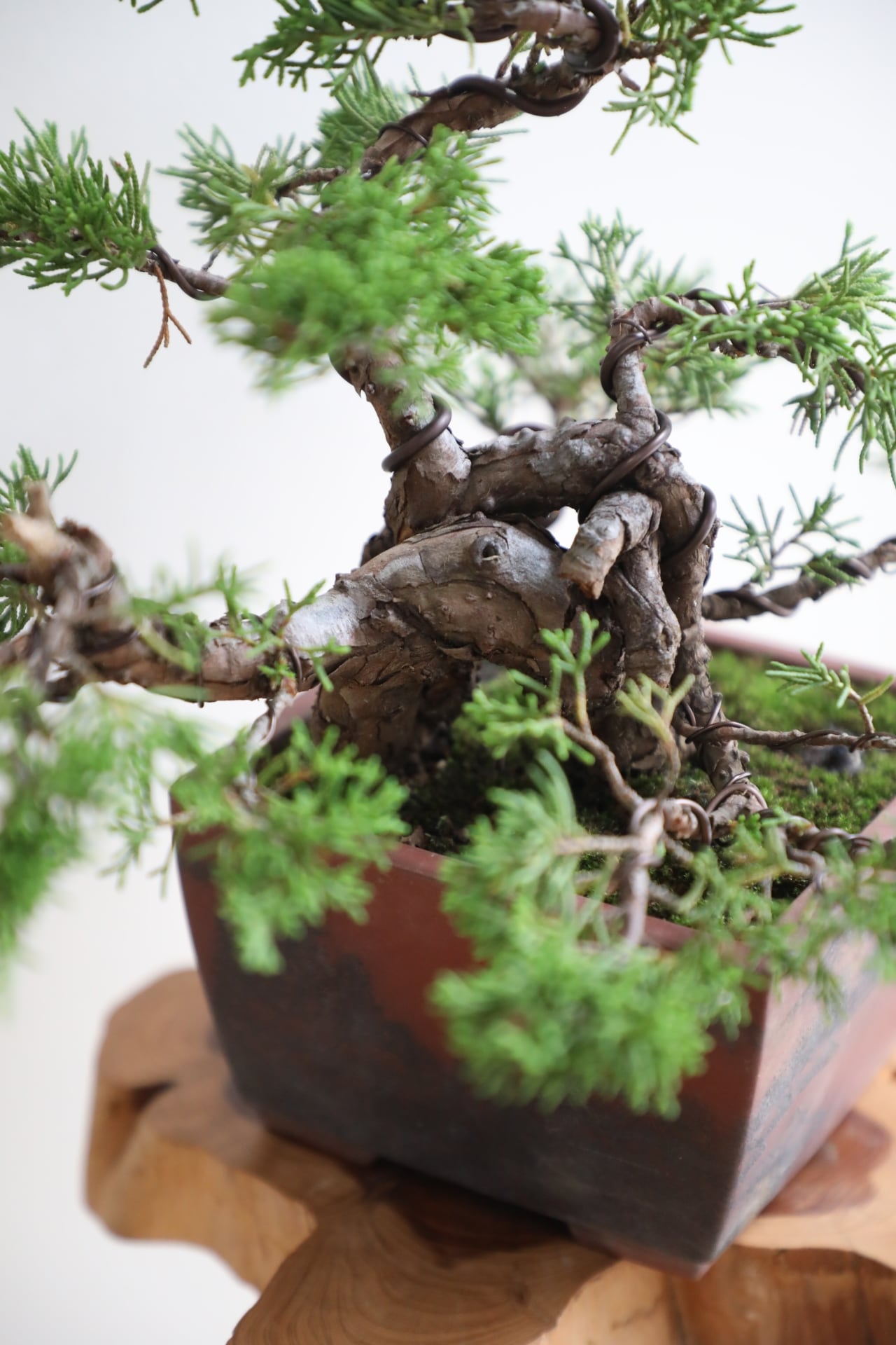 M】糸魚川真柏 盆栽 ※推定樹齢40年/Juniper Shimpaku | 【厳選植物・器