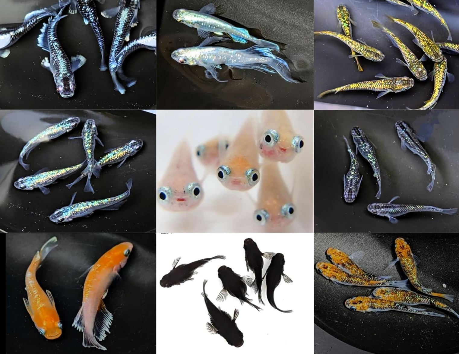 レッドクリフ 幼魚5匹 5匹＋補償1匹】レッドクリフ紅白 夢中めだか様血統 | メダカ専門店