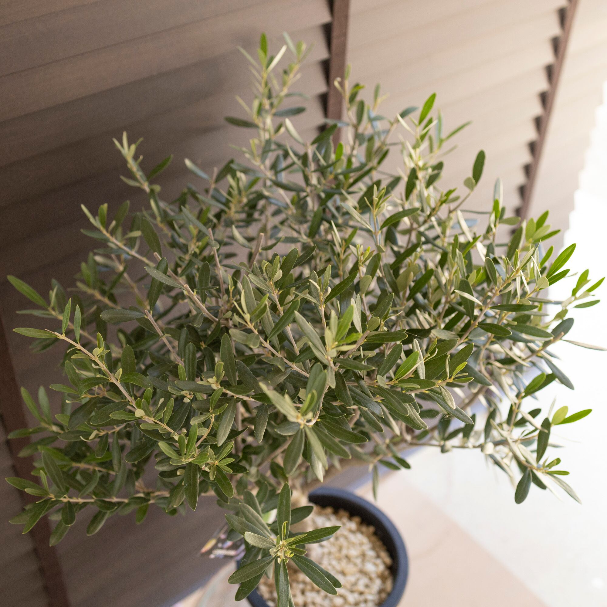 創樹 Olive オリーブの木 7号鉢 SOUJU Cipressino シプレッシーノ