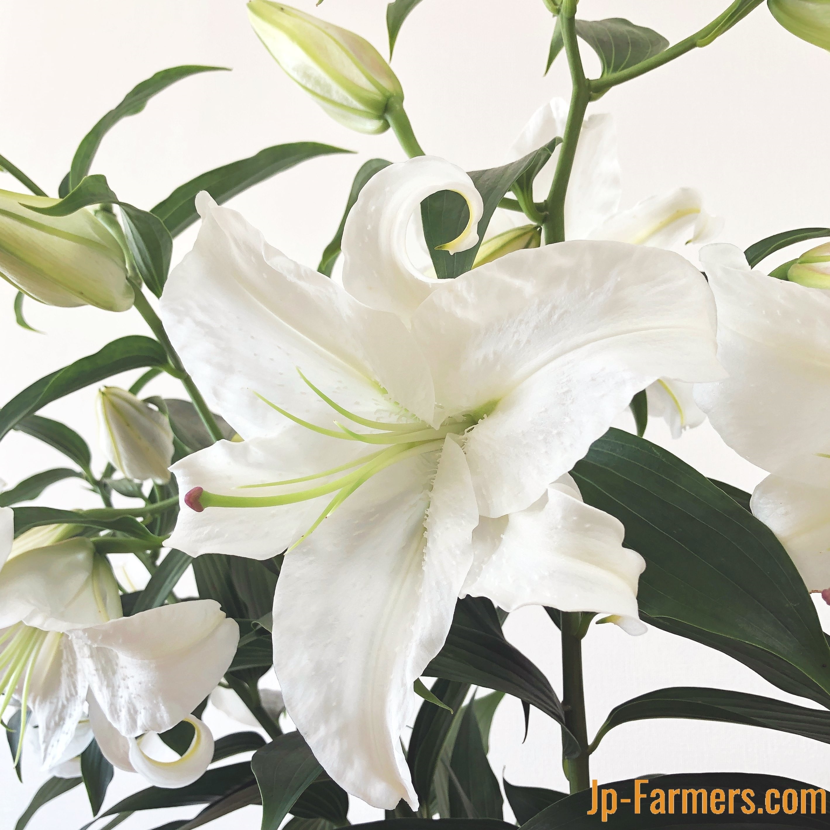 高知県が育んだ ユリの女王 『カサブランカ』 5本 | 新鮮お花問屋 Jp