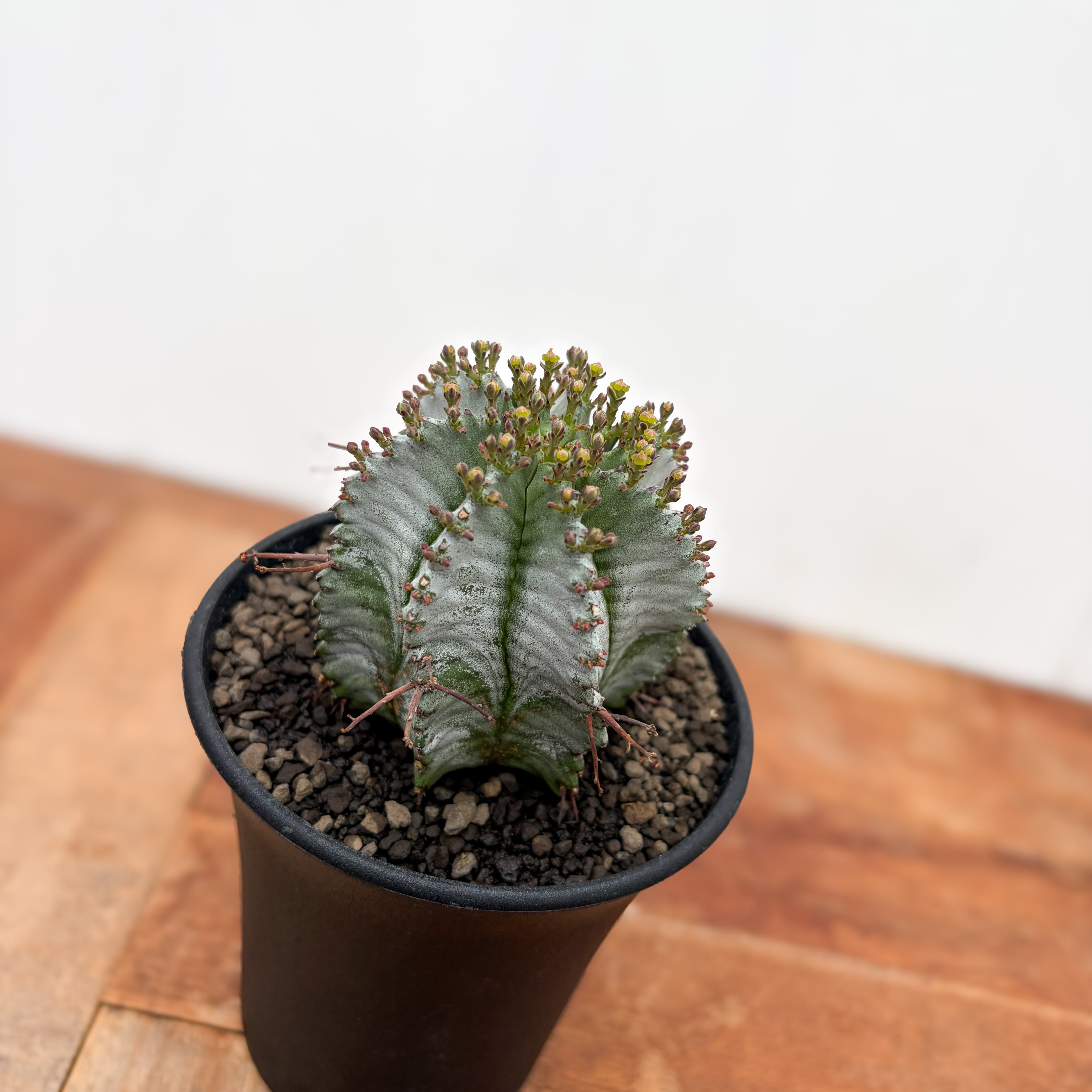 Euphorbia hyb. horrida【ユーフォルビア・玉型白ホリダ】 | RIMO'S