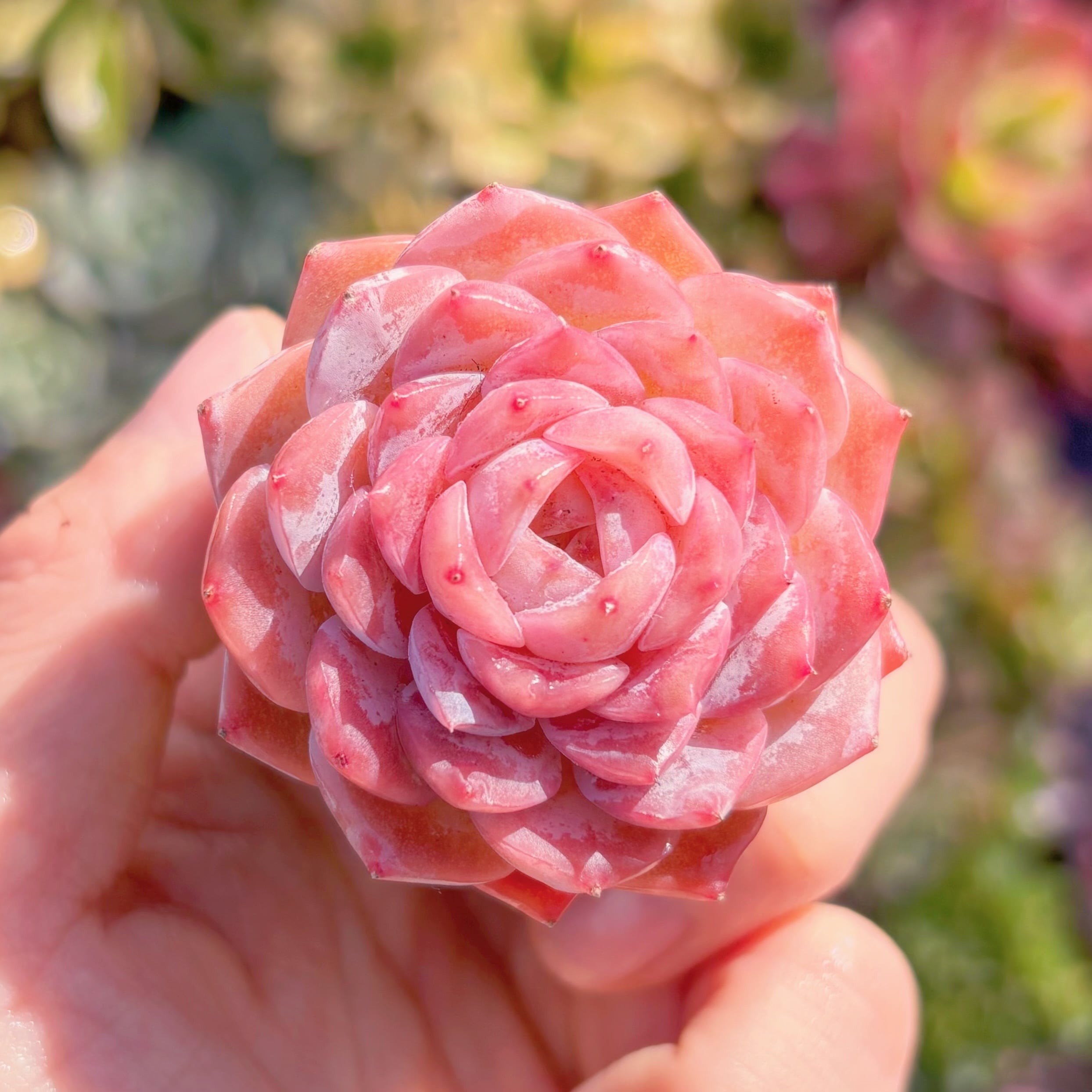 多肉植物　雪夜　新入荷　るる農園
