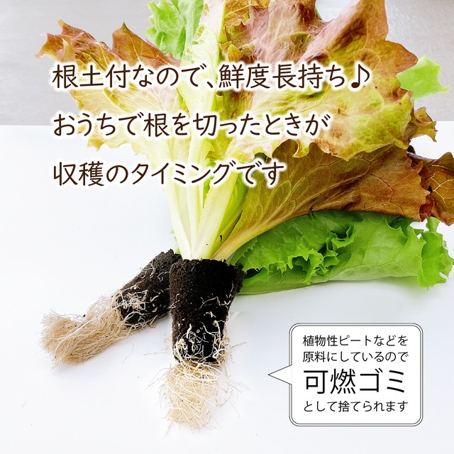 【FISH VEGGIES】ブーケサラダセット　パーティ・お祝いにピッタリ！化学肥料/農薬不使用だから安心して食べられる
