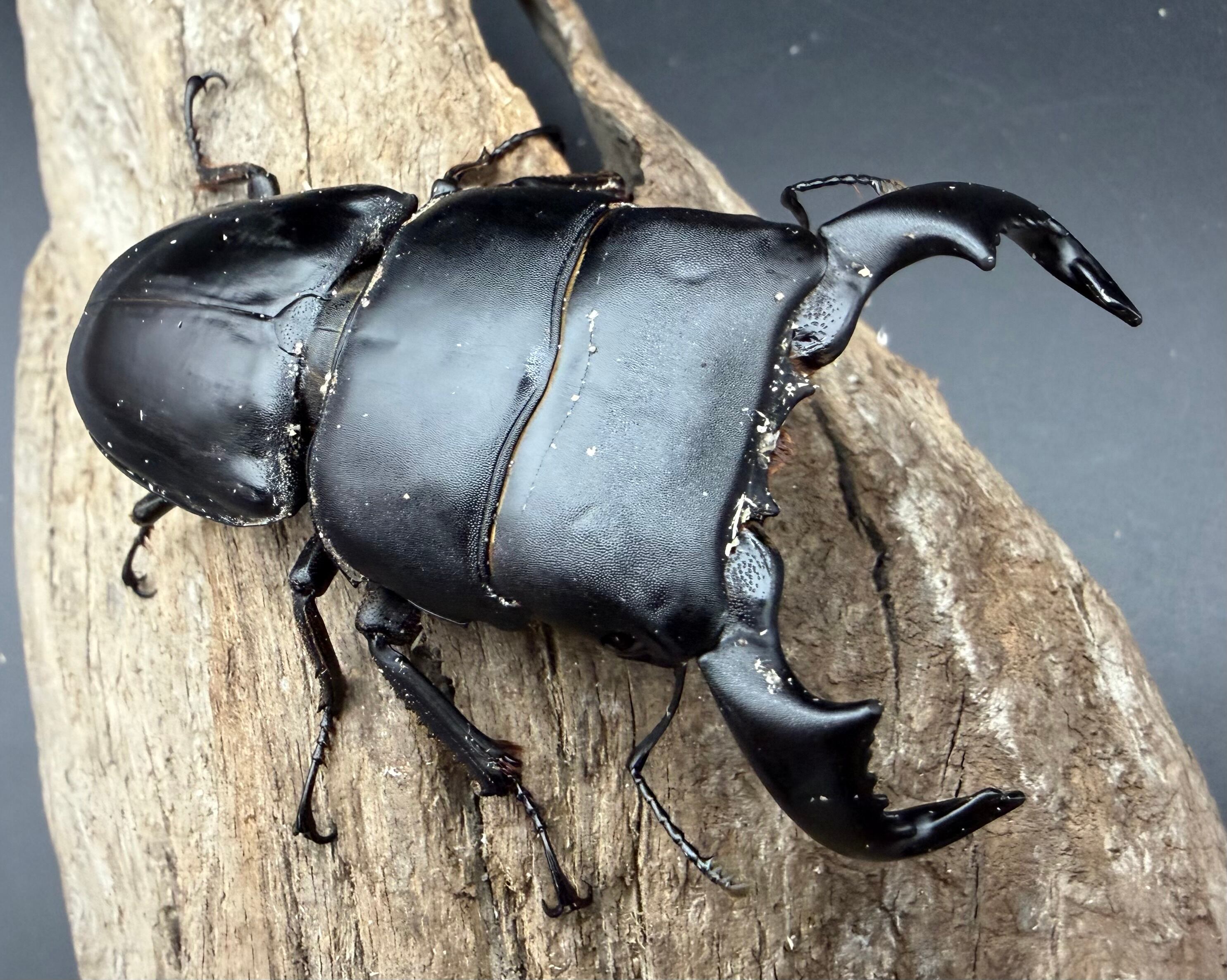 ヒラタクワガタの仲間 | KPW公式オンラインショップ